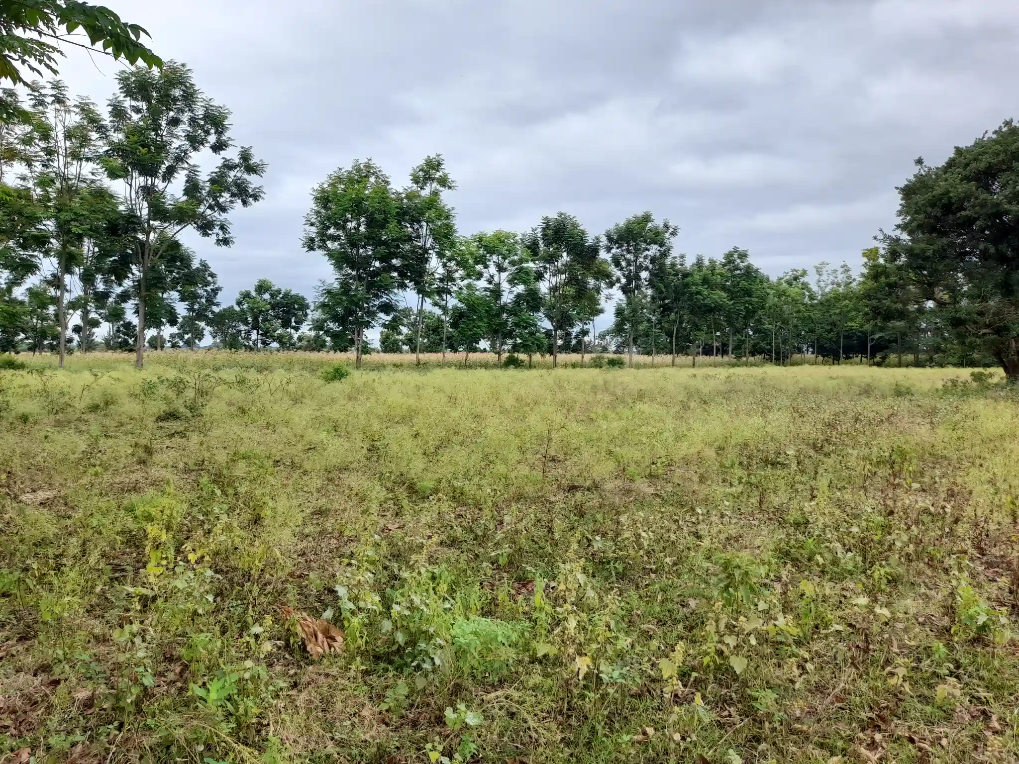 Shamba zuri la ekari 3.6 Olodenderit