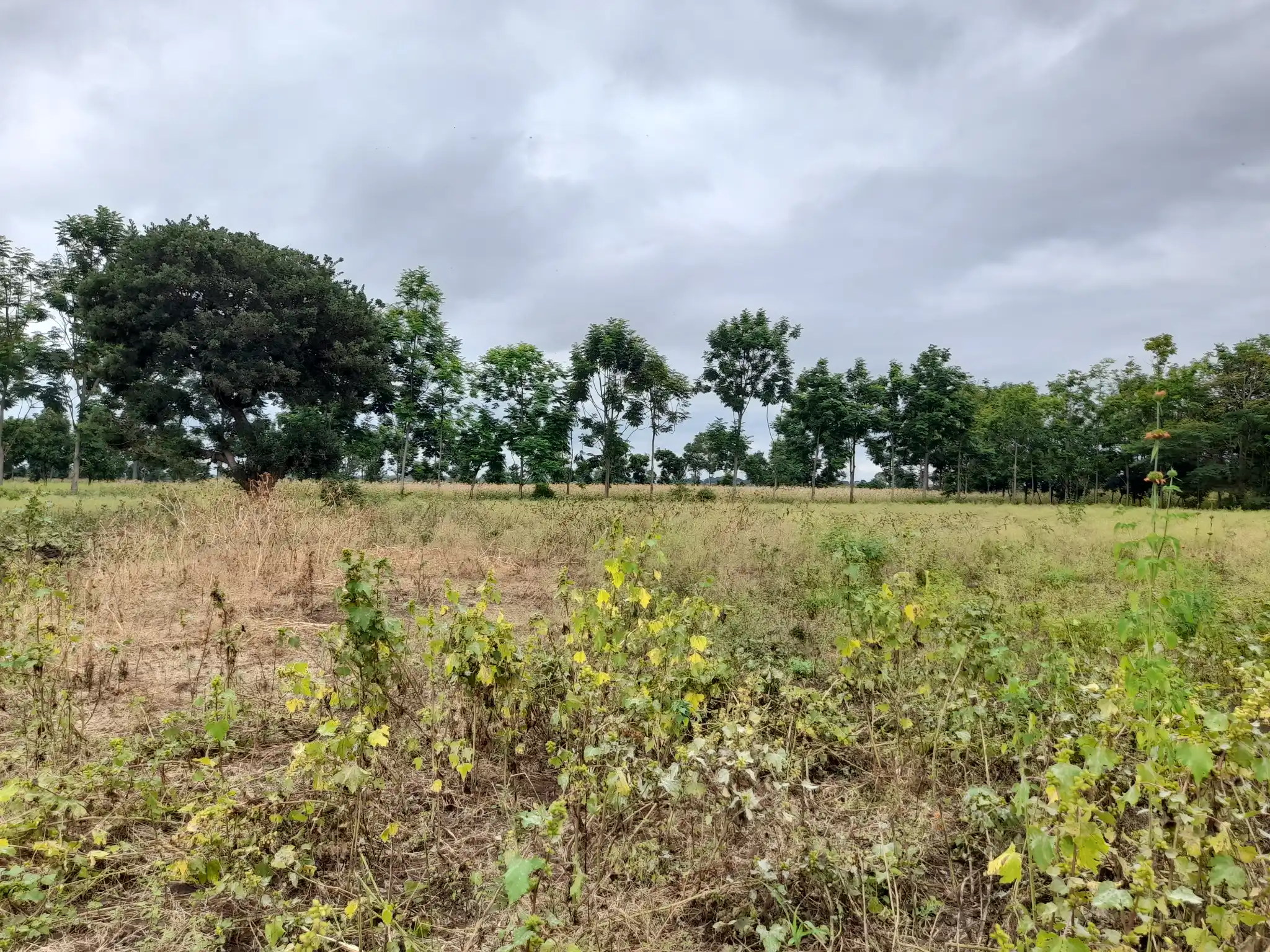 Shamba zuri la ekari 3.6 Olodenderit