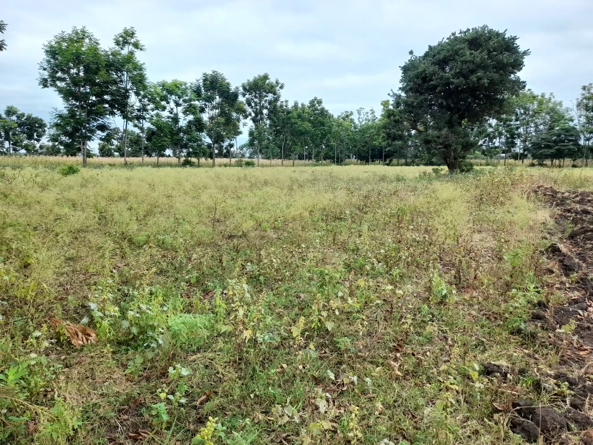 Shamba zuri la ekari 3.6 Olodenderit