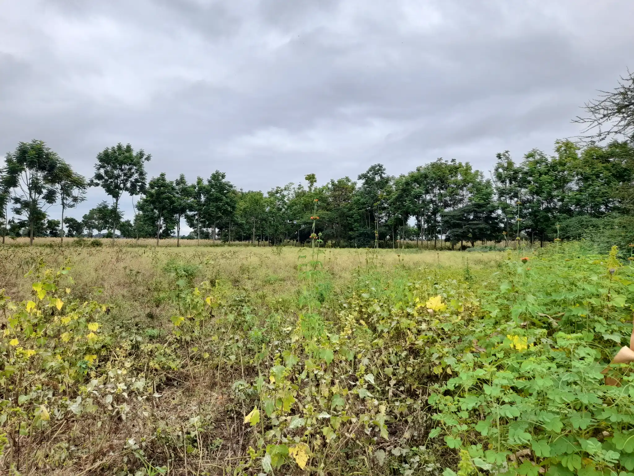 Shamba zuri la ekari 3.6 Olodenderit