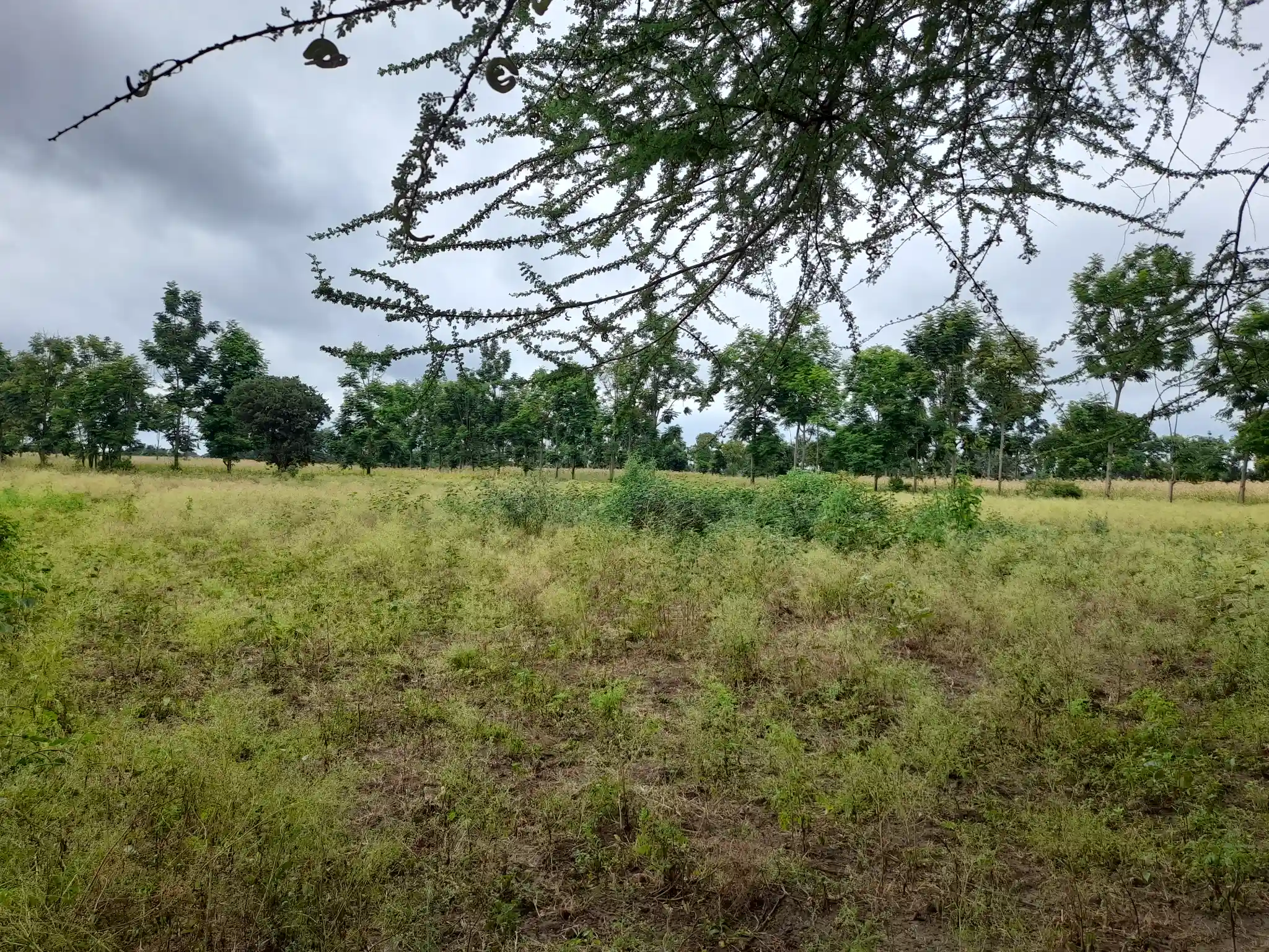 Shamba zuri la ekari 3.6 Olodenderit