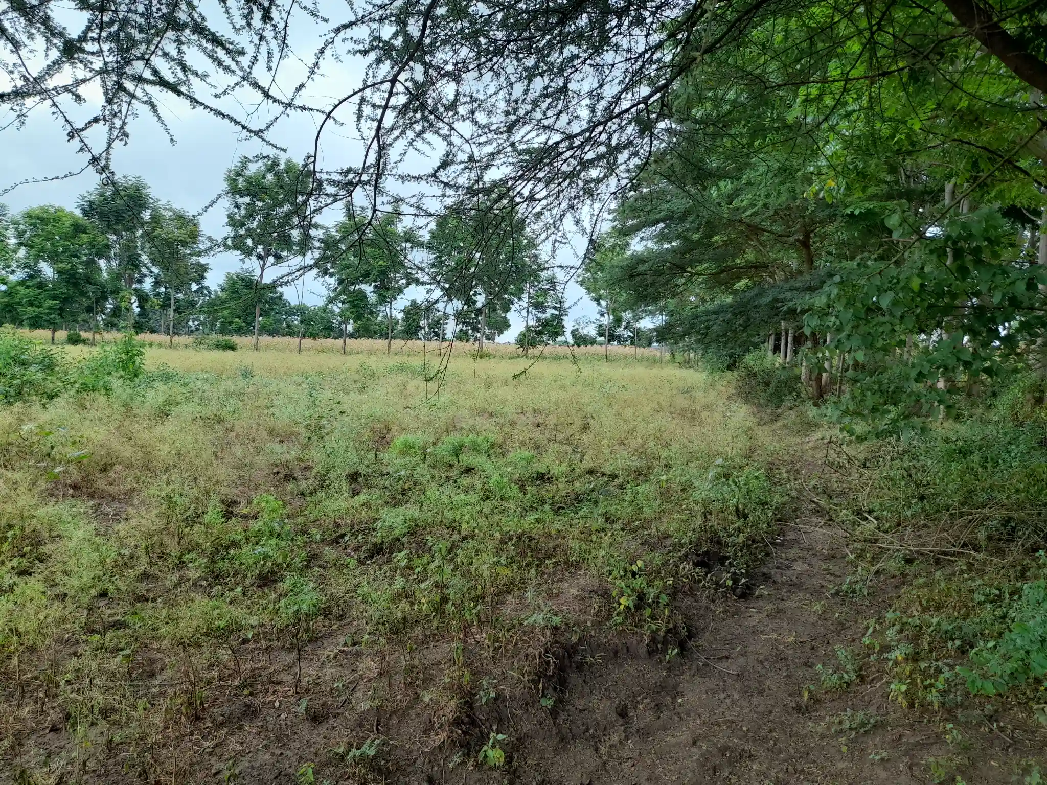 Shamba zuri la ekari 3.6 Olodenderit