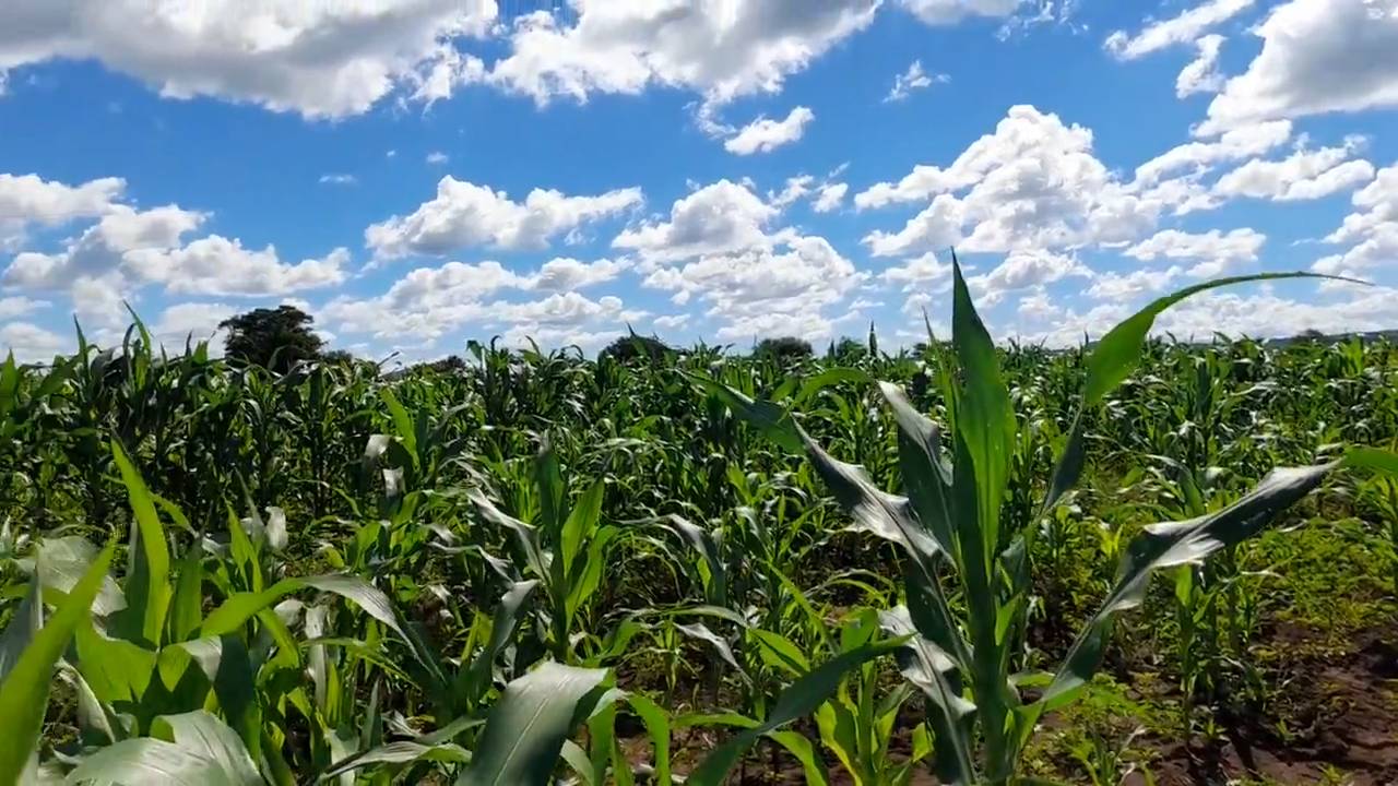 Shamba zuri la ekari 2.4 Olodenderit