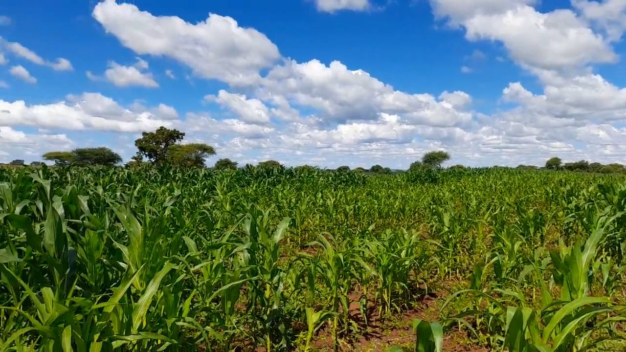 Shamba zuri la ekari 2.4 Olodenderit