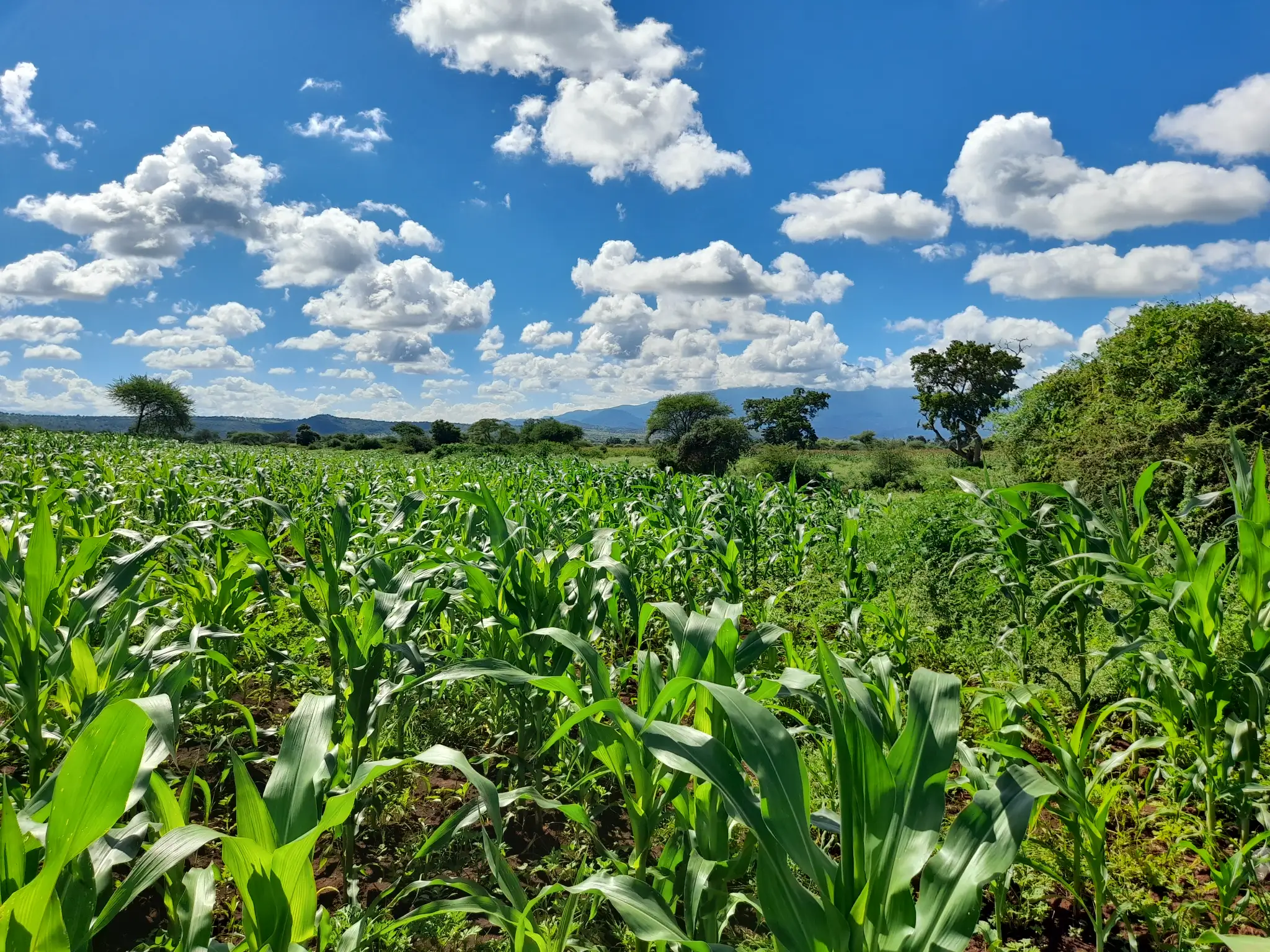 Shamba zuri la ekari 2.4 Olodenderit