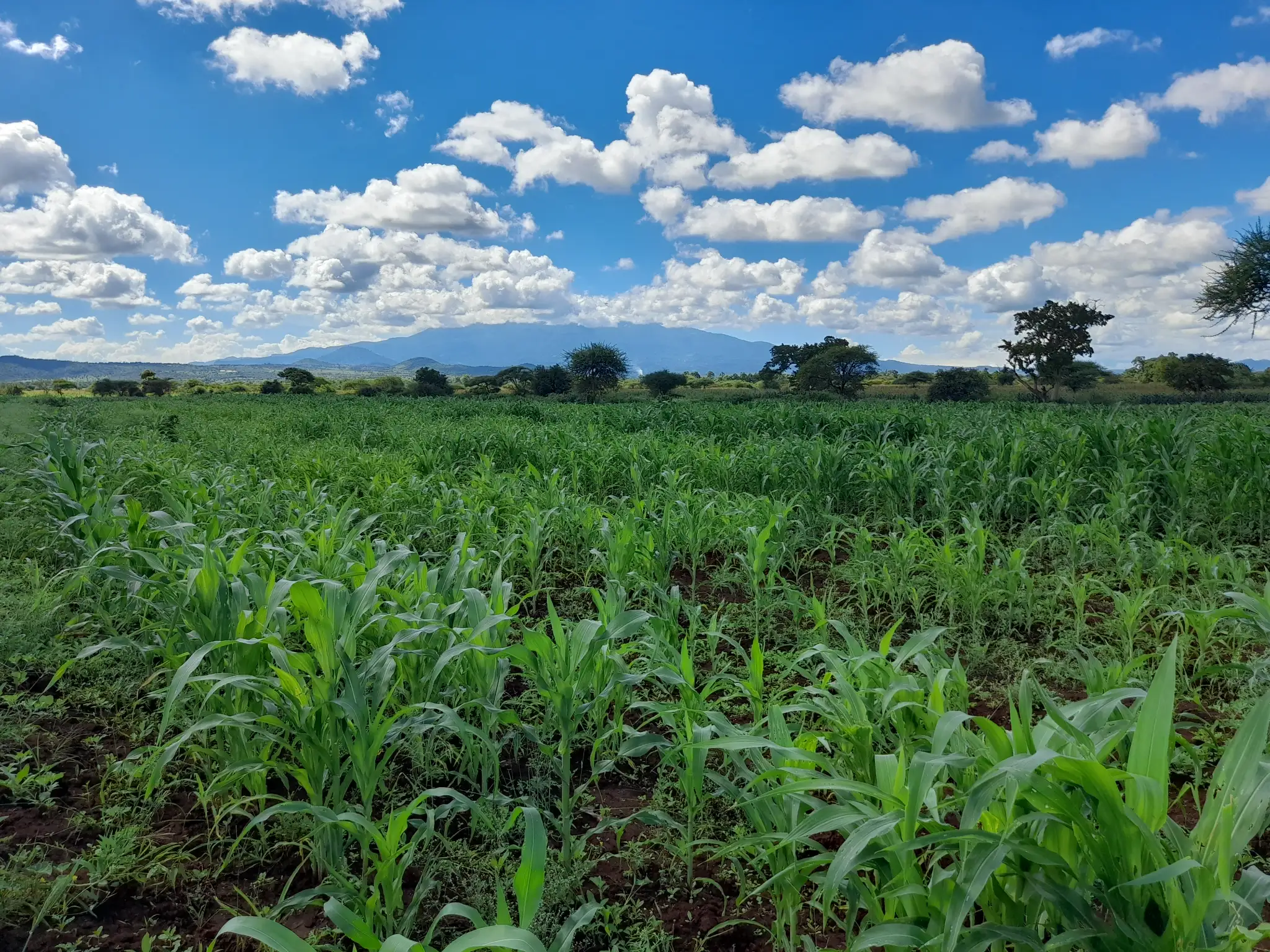 Shamba zuri la ekari 2.4 Olodenderit