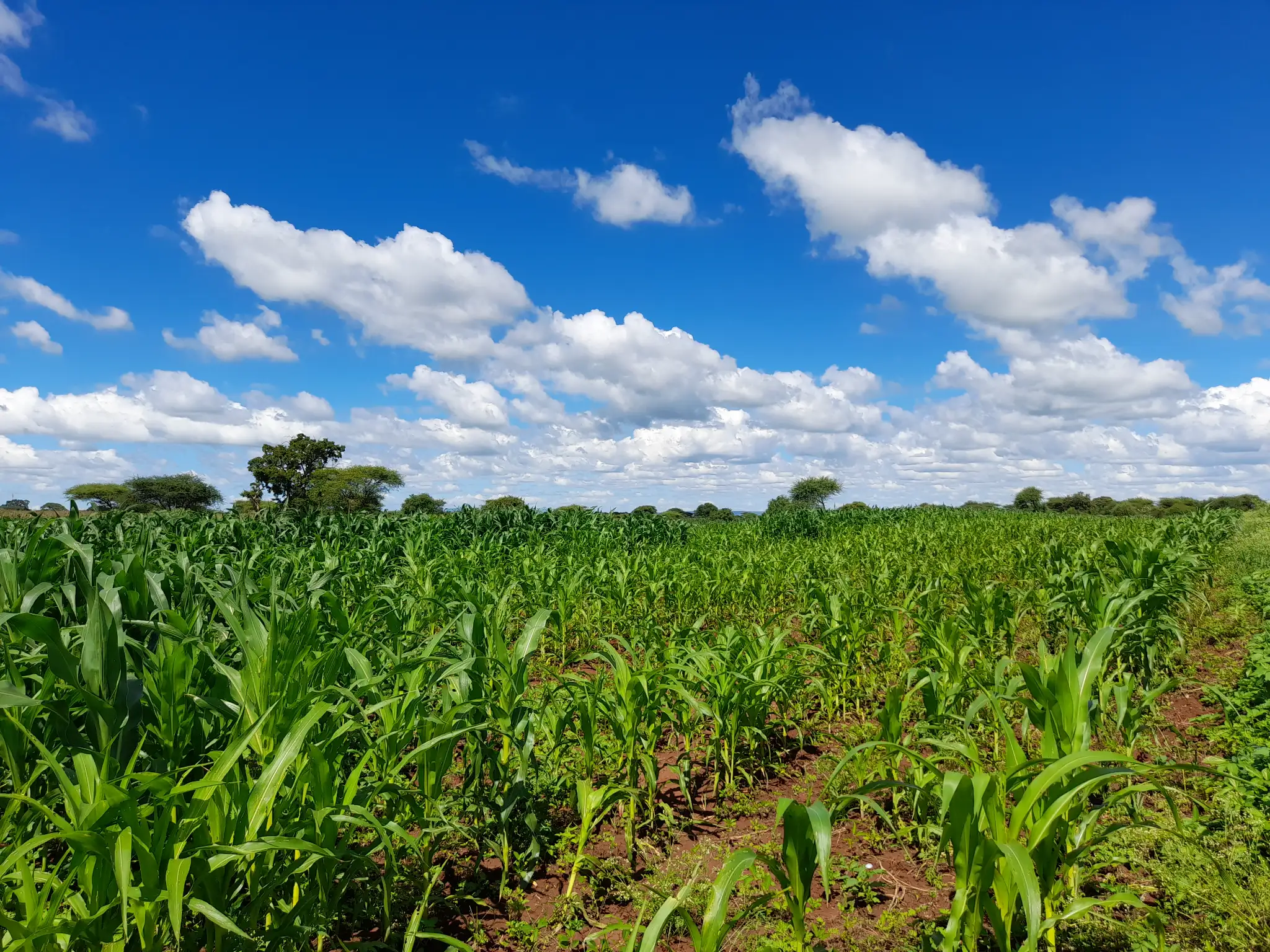 Shamba zuri la ekari 2.4 Olodenderit