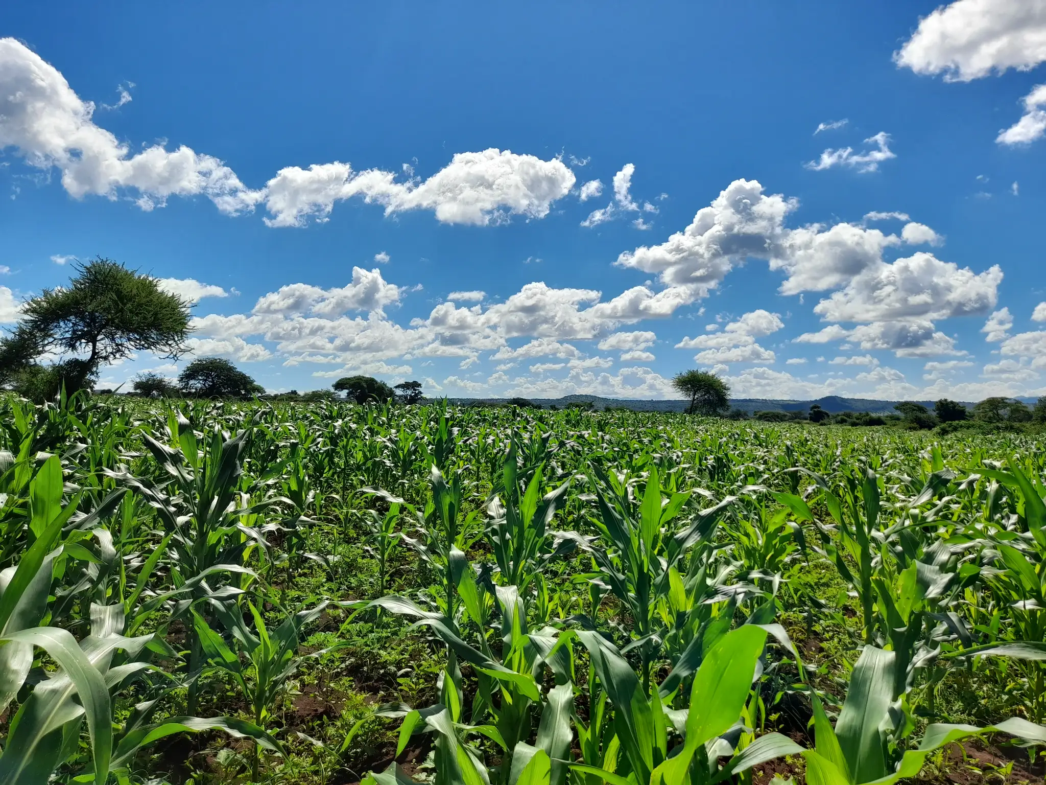 Shamba zuri la ekari 2.4 Olodenderit