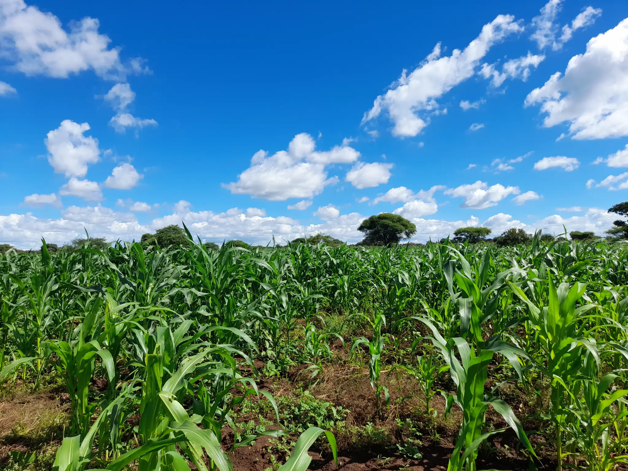 Shamba zuri la ekari 2.4 Olodenderit