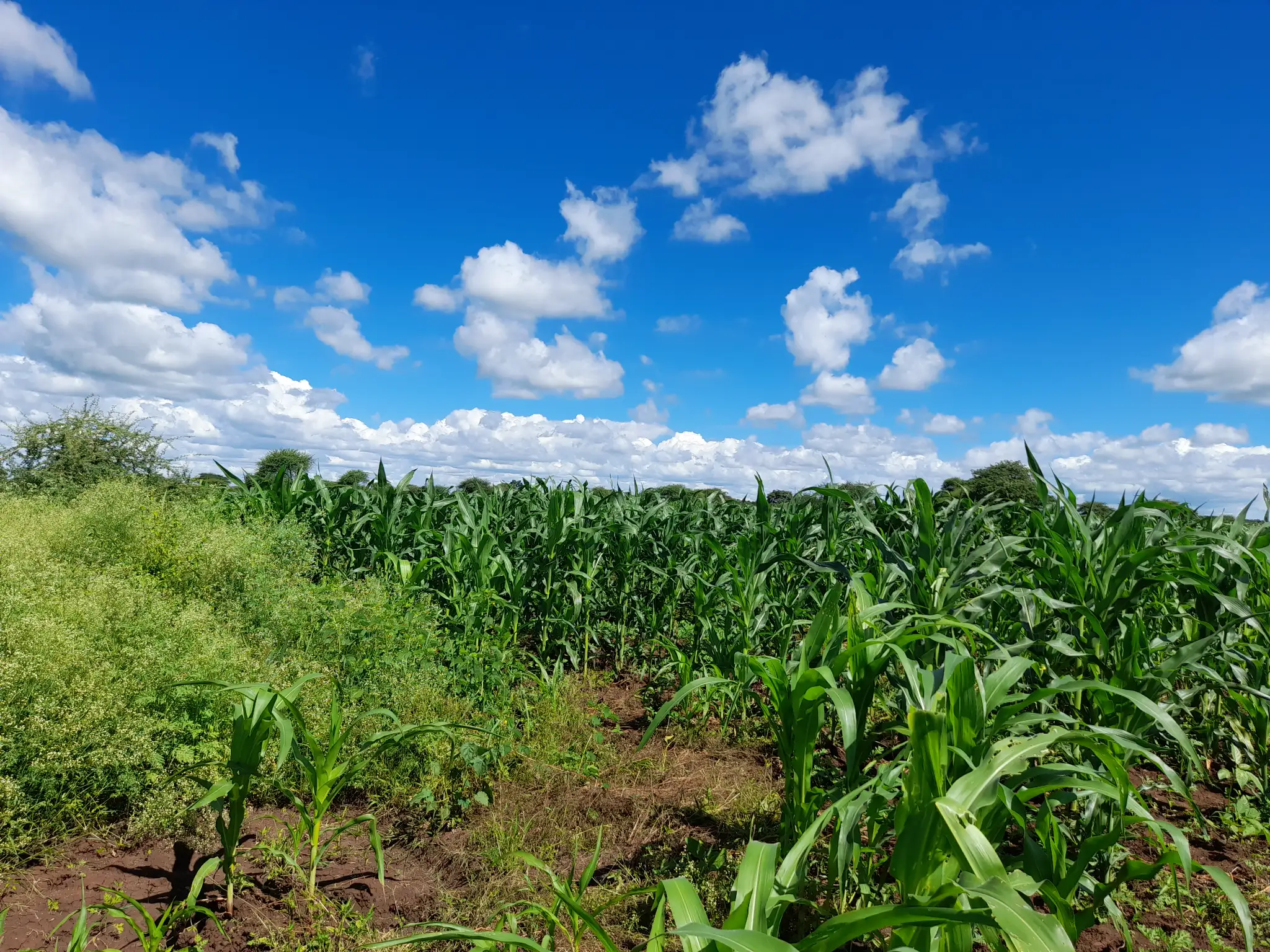 Shamba zuri la ekari 2.4 Olodenderit
