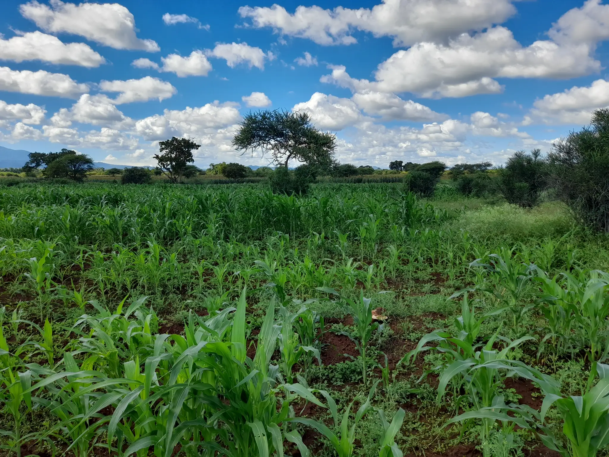 Shamba zuri la ekari 2.4 Olodenderit