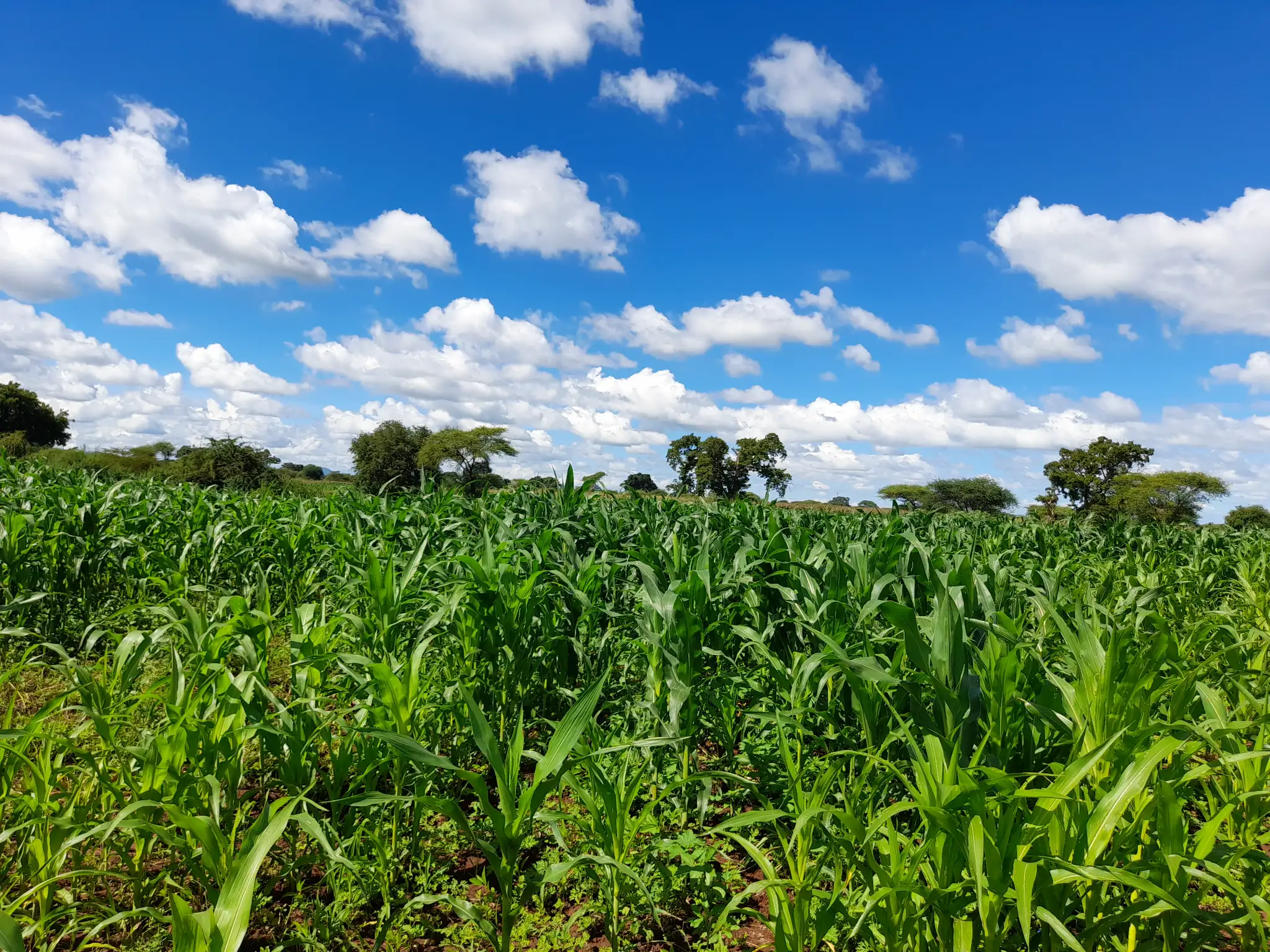 Shamba zuri la ekari 2.4 Olodenderit