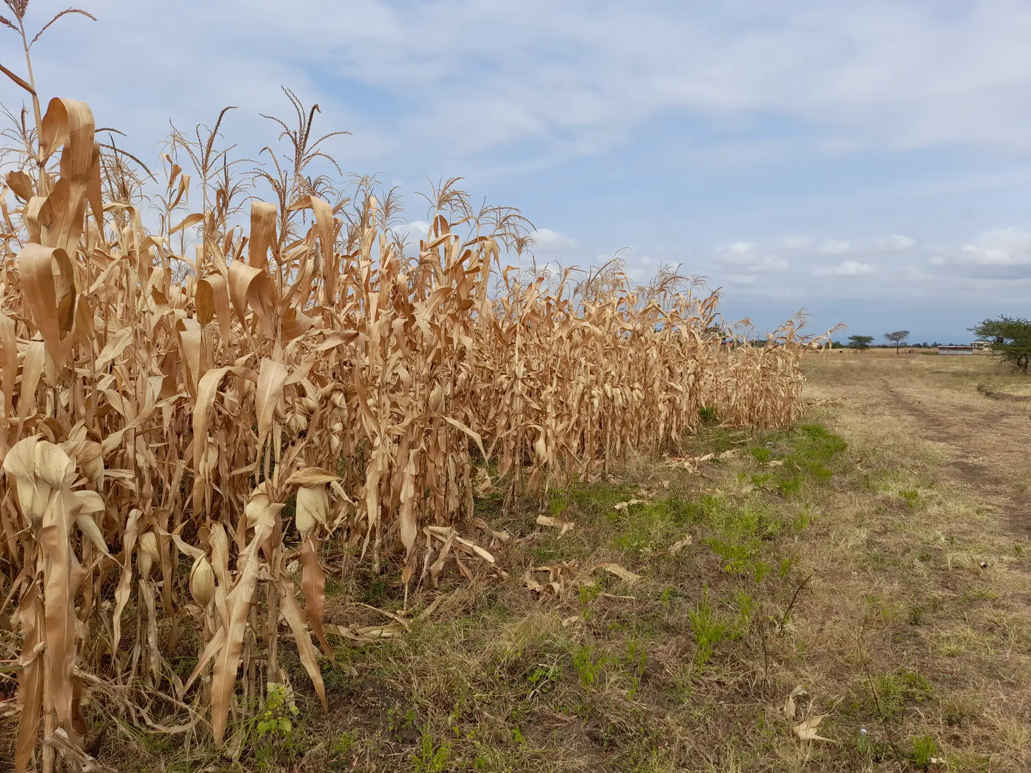 Kiwanja Cha 1,373 sqm Kilichopimwa na Hati Karibu na Gomba Estate Area – Manyire, Arumeru