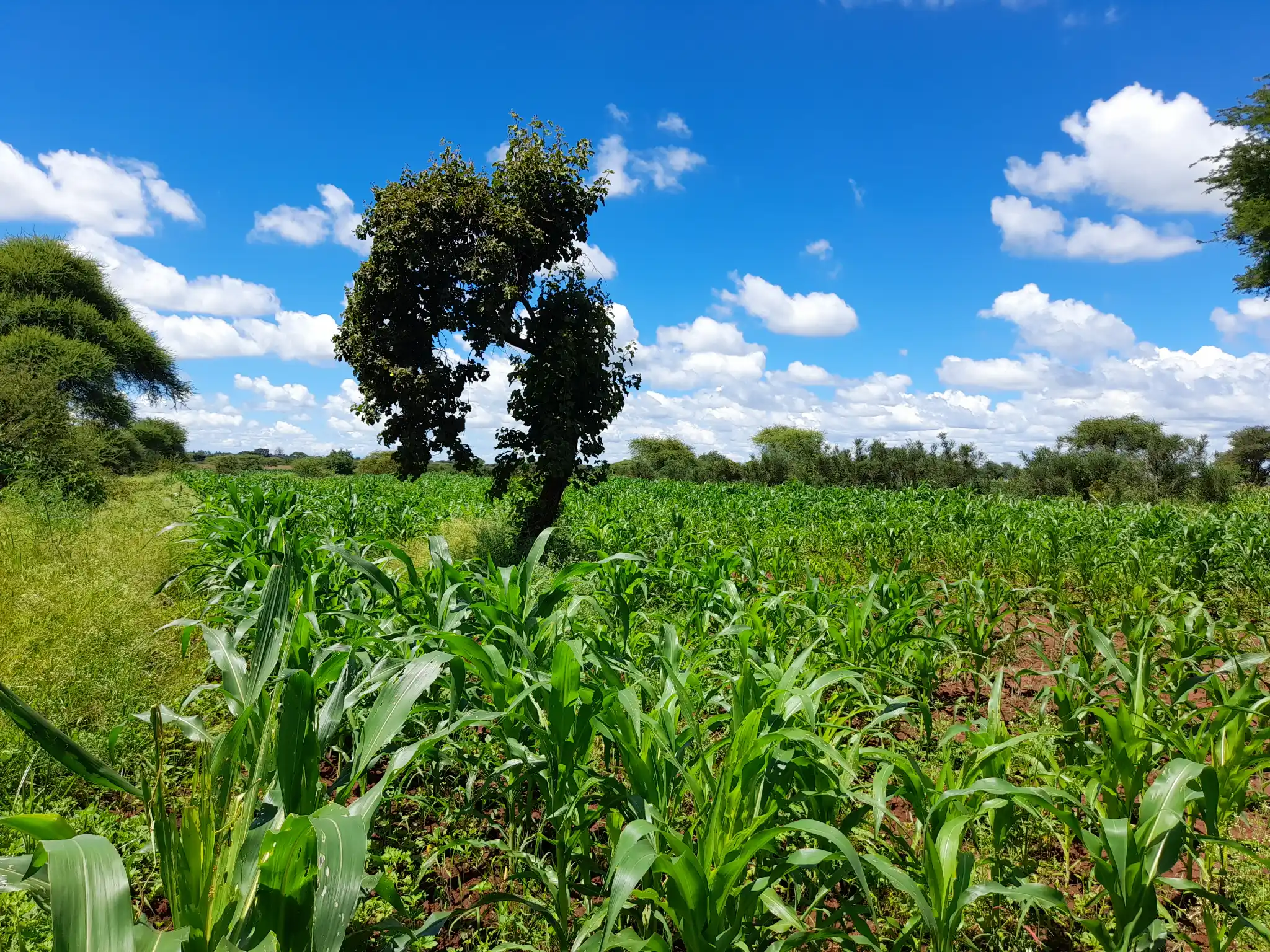 Shamba zuri la ekari 2.4 Olodenderit
