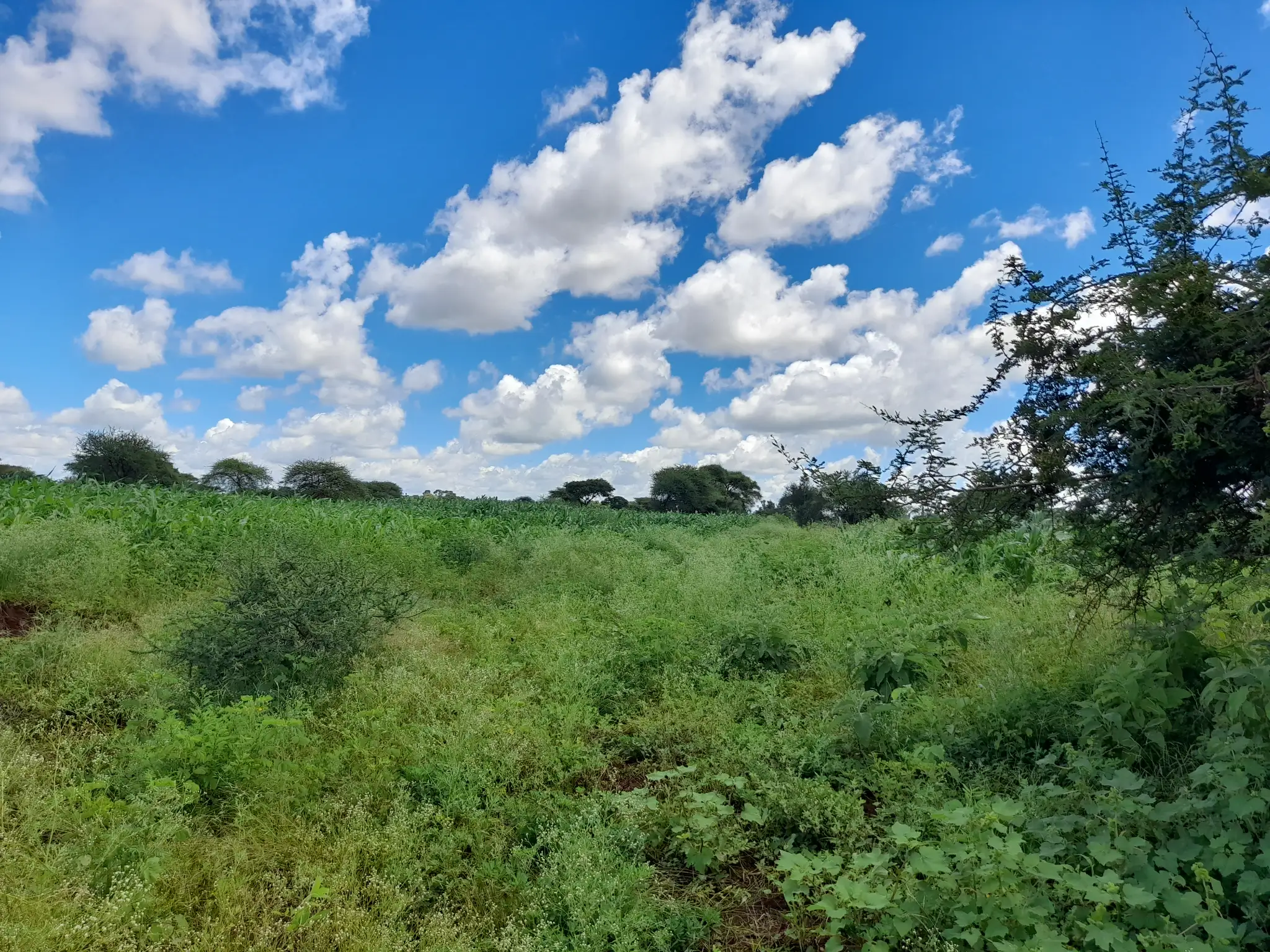 Shamba zuri la ekari 2.4 Olodenderit