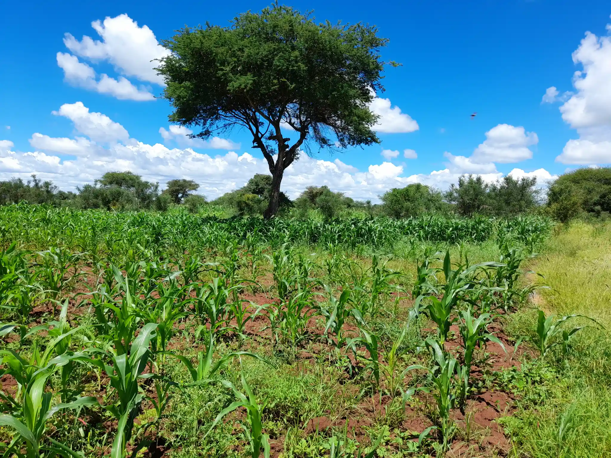 Shamba zuri la ekari 2.4 Olodenderit