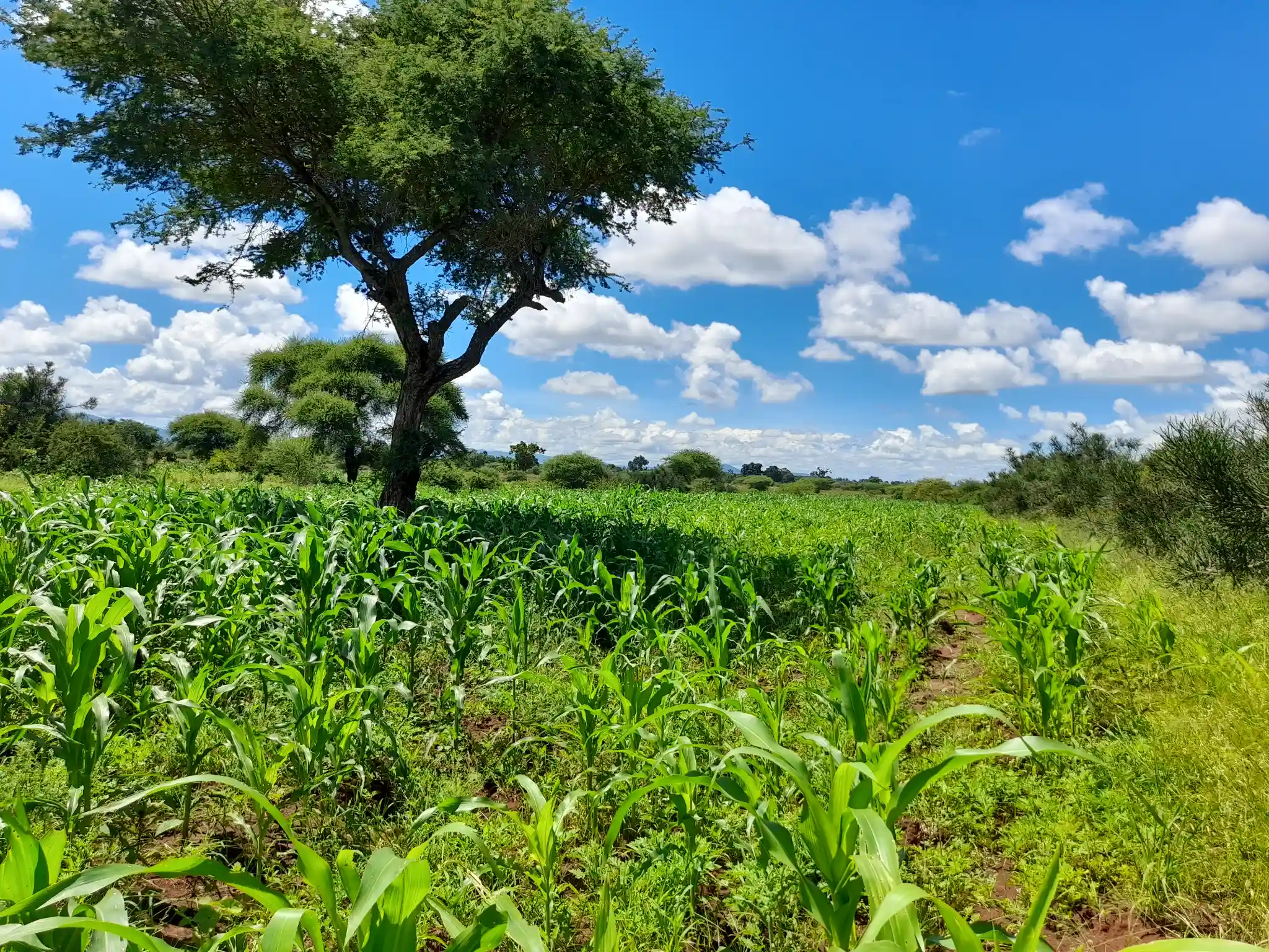 Shamba zuri la ekari 2.4 Olodenderit