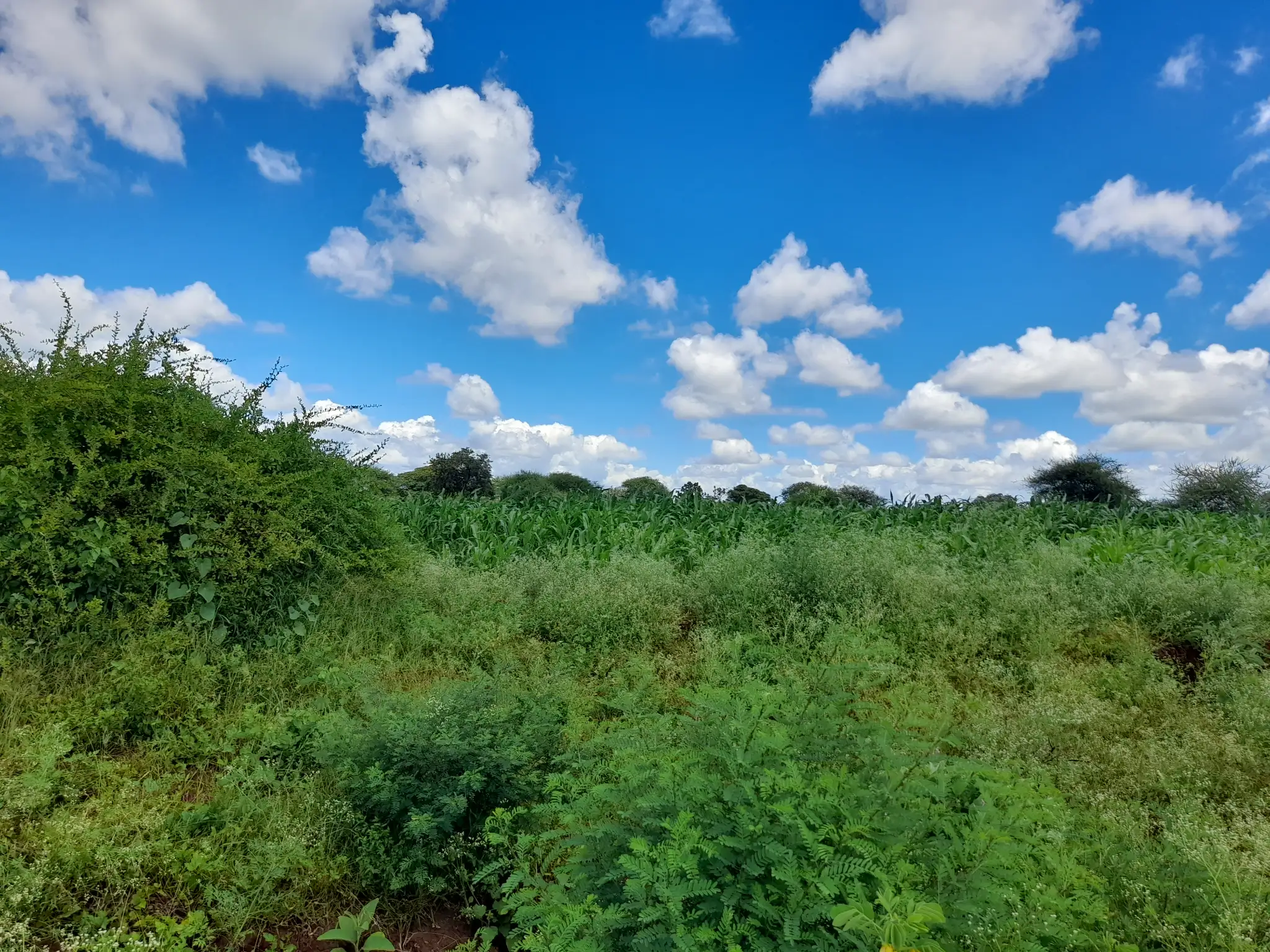Shamba zuri la ekari 2.4 Olodenderit