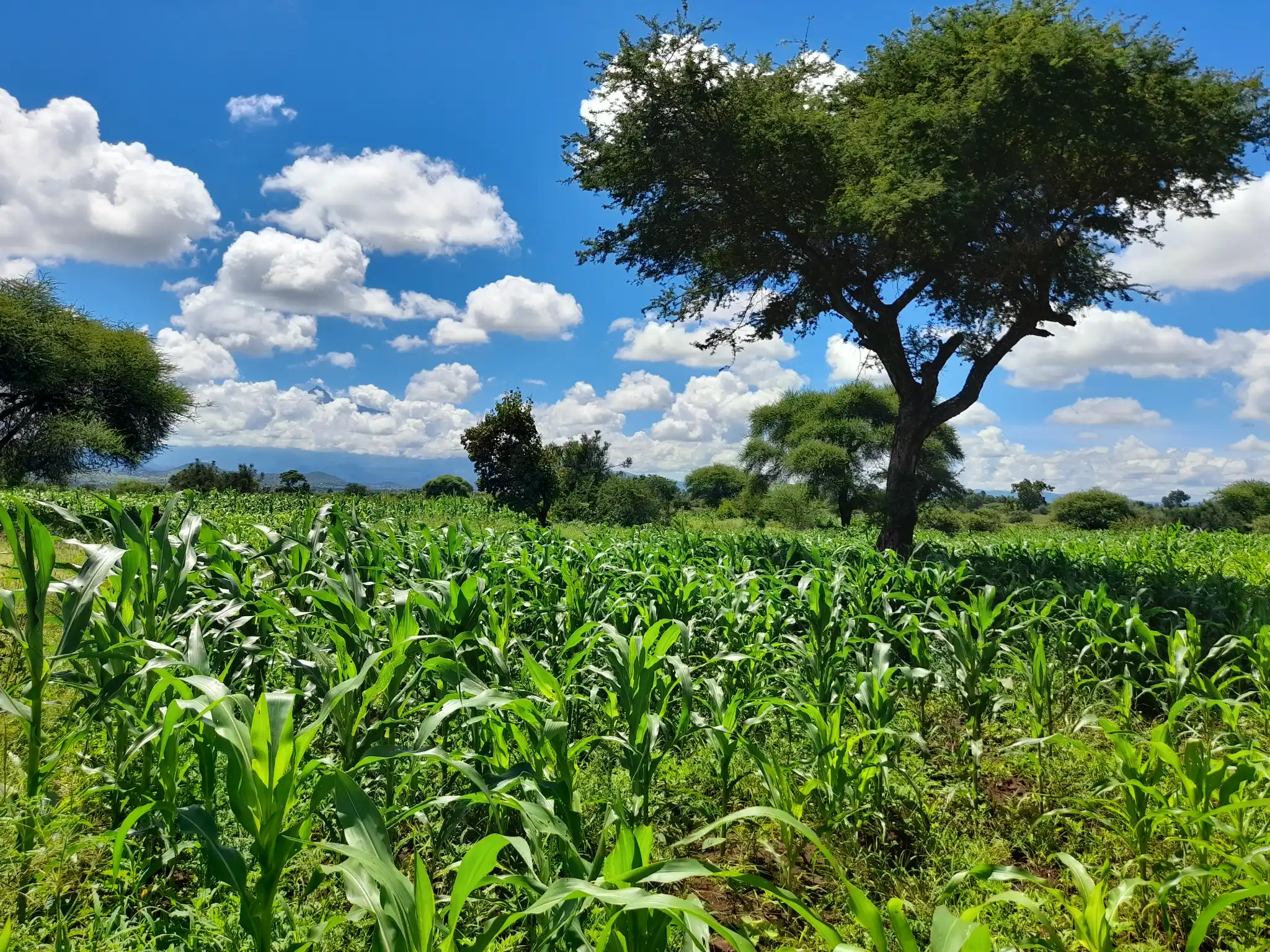 Shamba zuri la ekari 2.4 Olodenderit