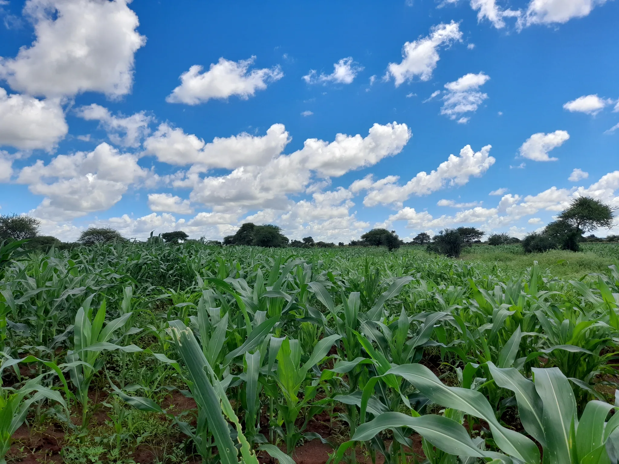 Shamba zuri la ekari 2.4 Olodenderit