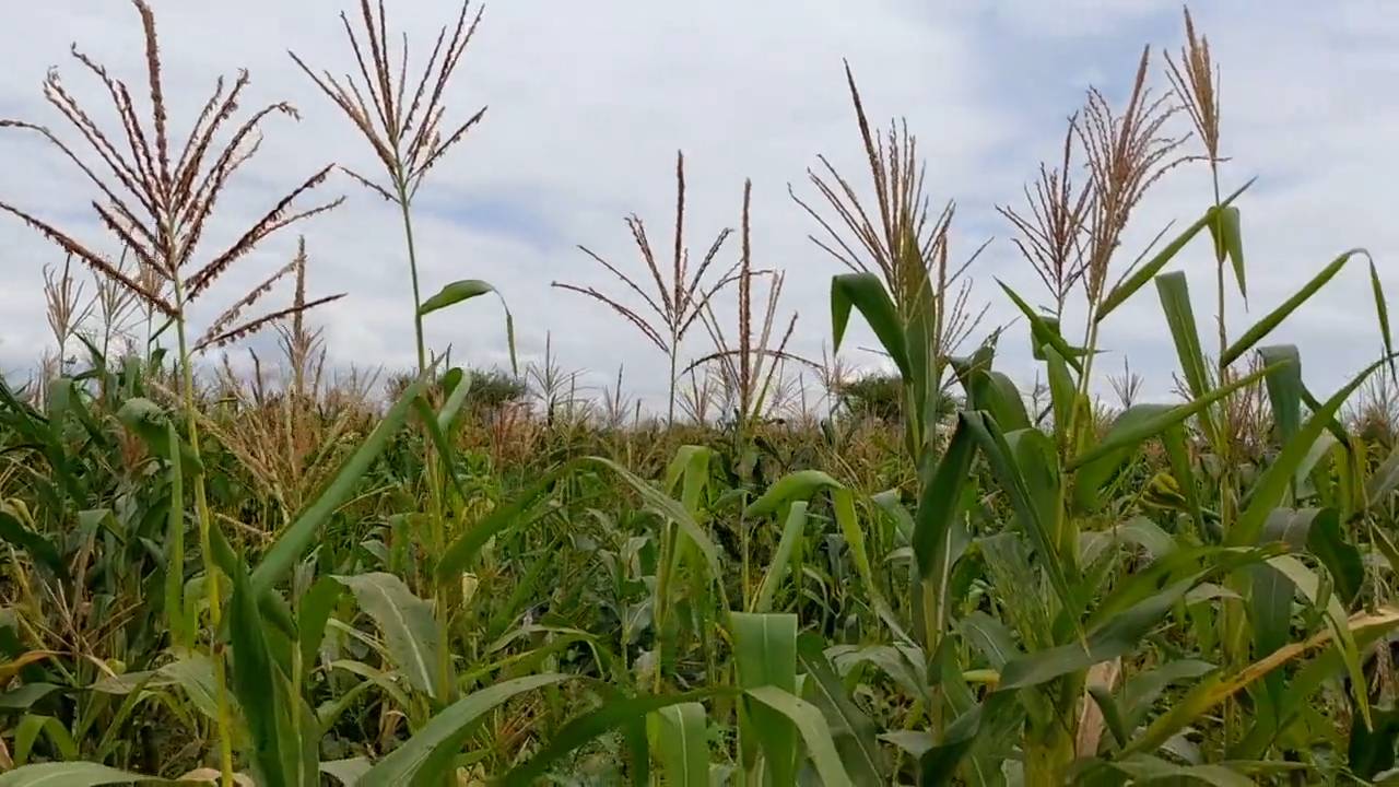 Shamba zuri la ekari 2.4 Olodenderit