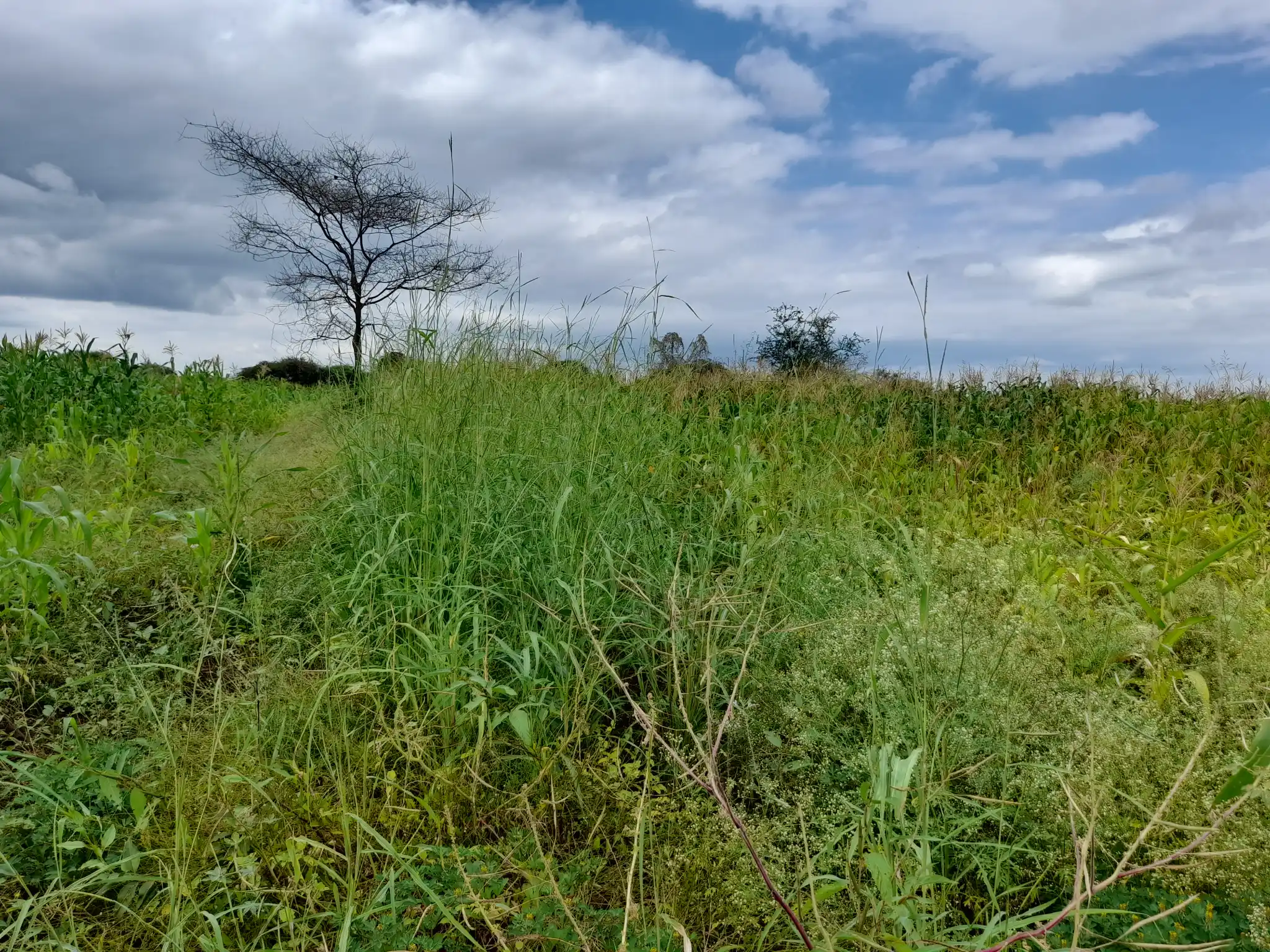 Shamba zuri la ekari 2.4 Olodenderit