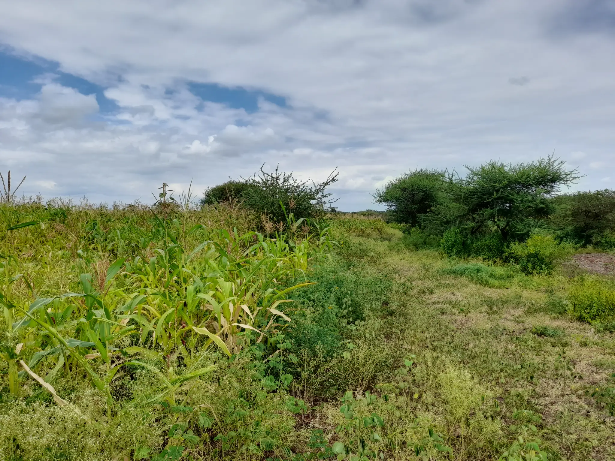 Shamba zuri la ekari 2.4 Olodenderit