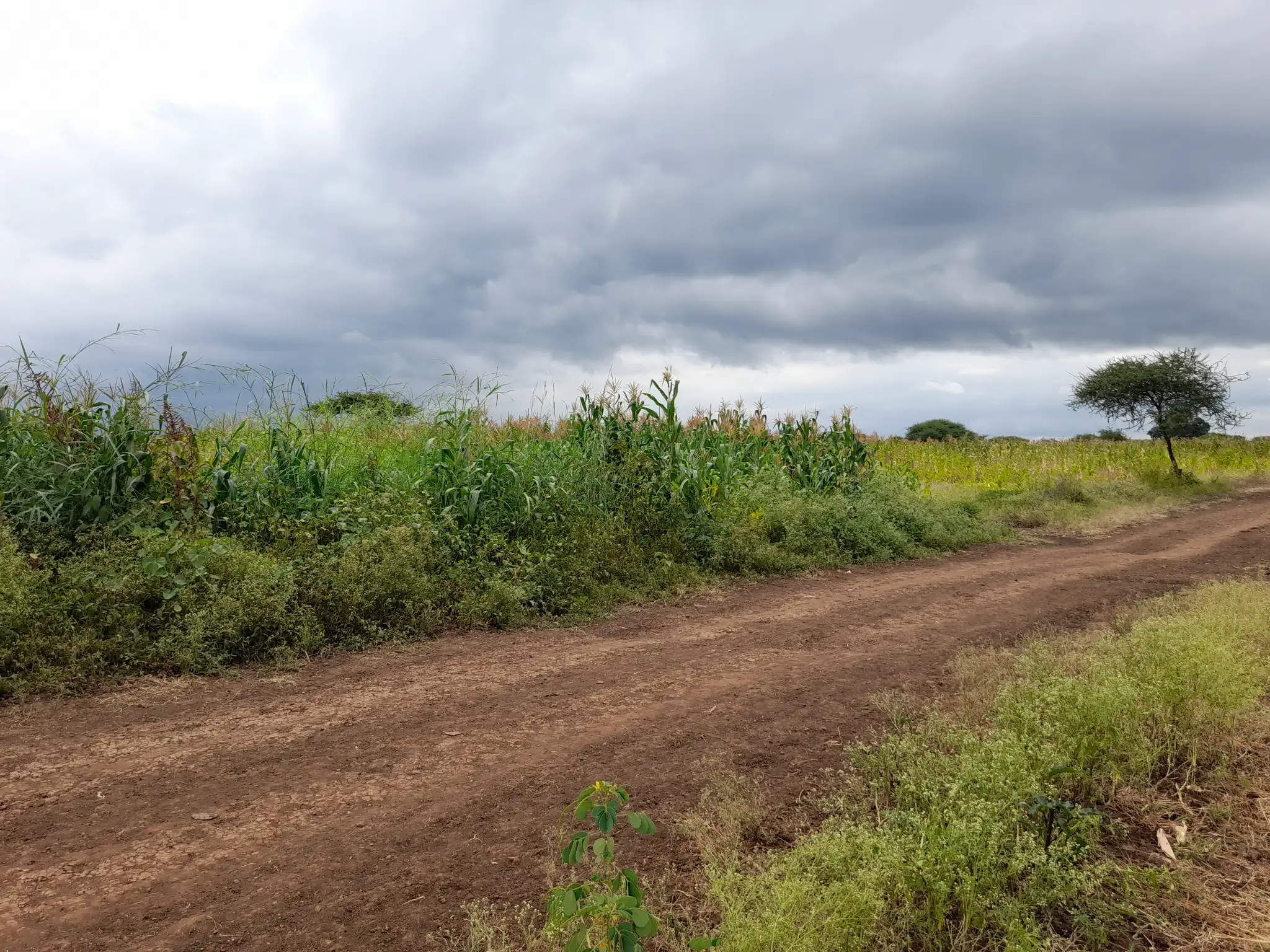Shamba zuri la ekari 2.4 Olodenderit