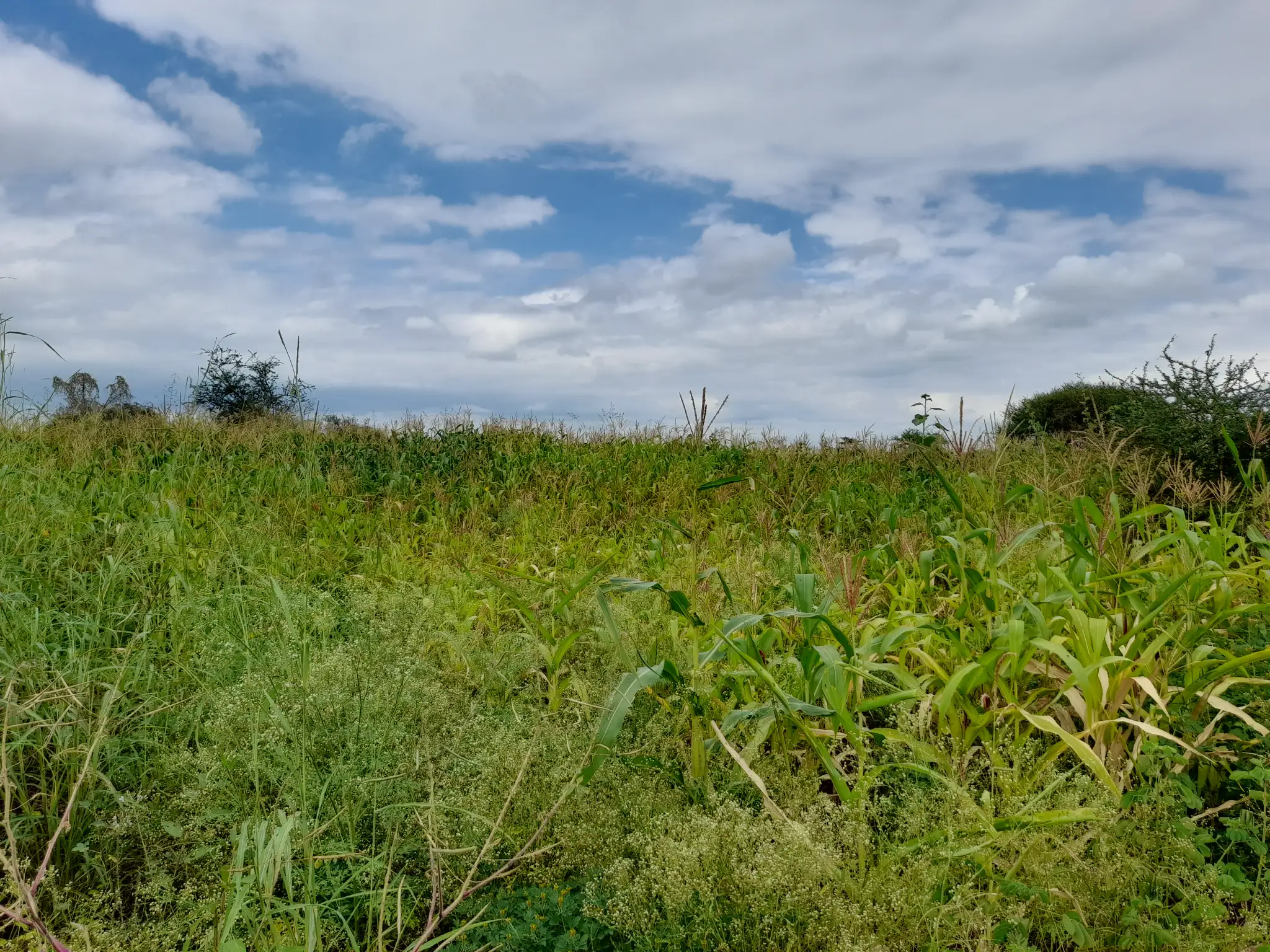 Shamba zuri la ekari 2.4 Olodenderit