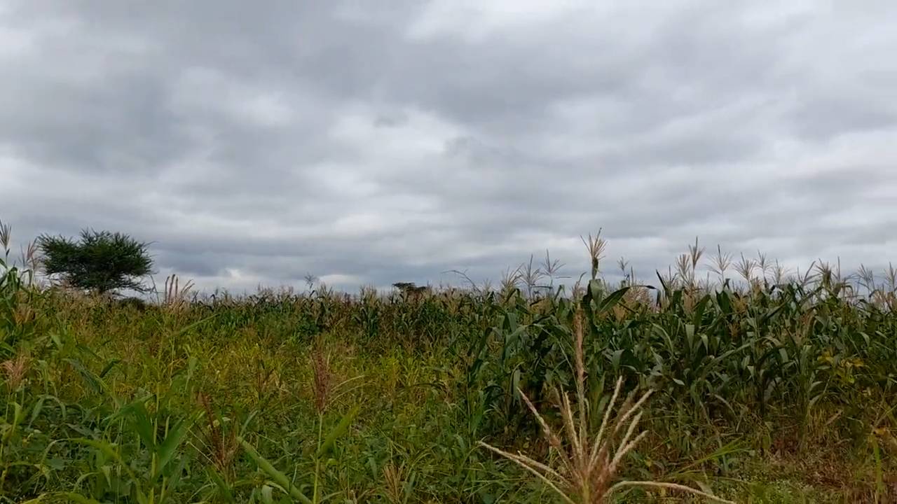 Shamba zuri la ekari 2.4 Olodenderit
