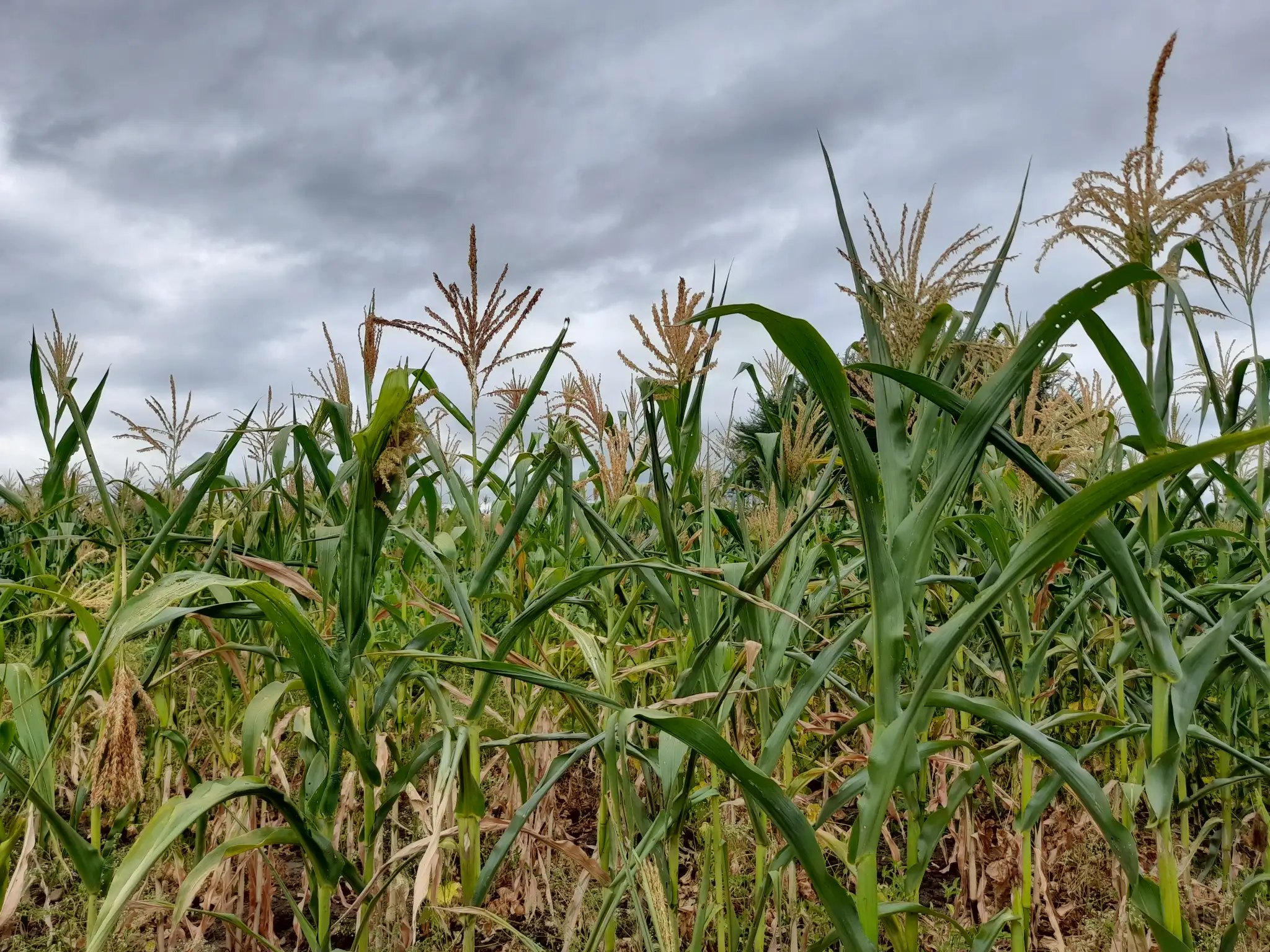 Shamba zuri la ekari 2.4 Olodenderit