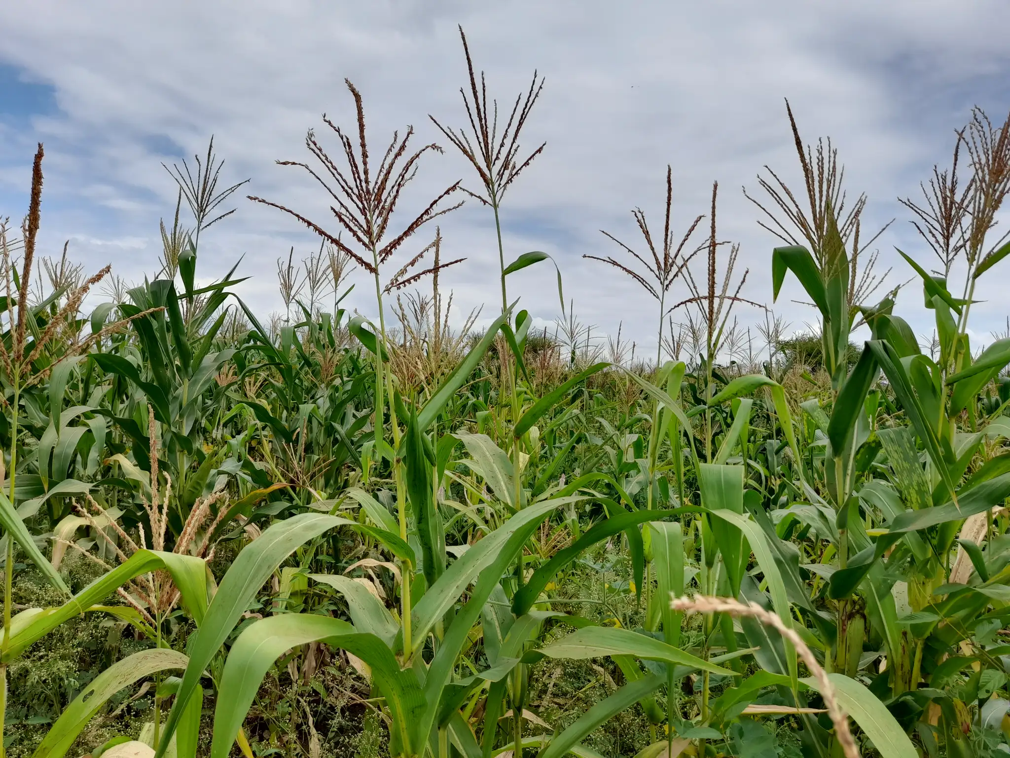 Shamba zuri la ekari 2.4 Olodenderit