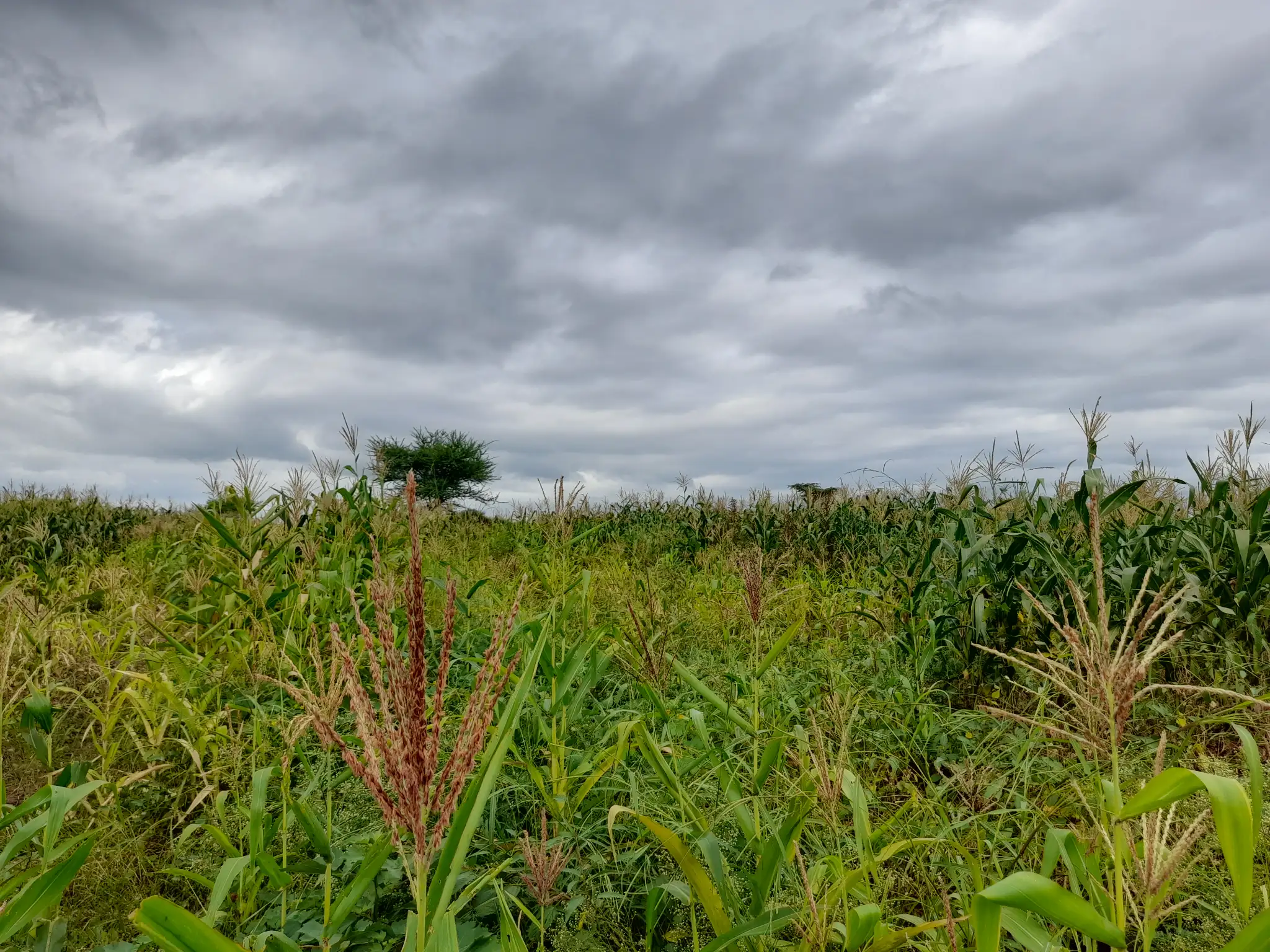 Shamba zuri la ekari 2.4 Olodenderit