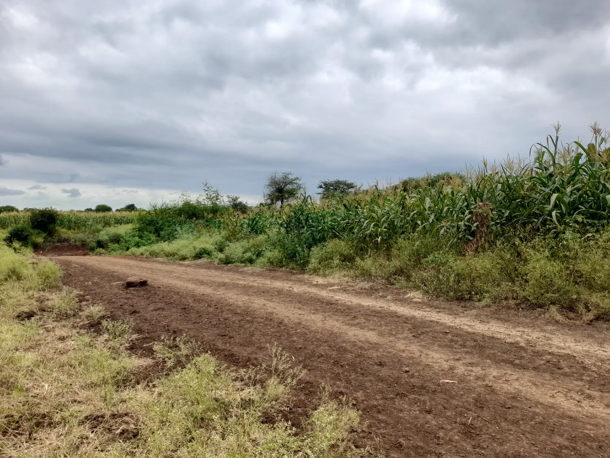 Shamba zuri la ekari 2.4 Olodenderit