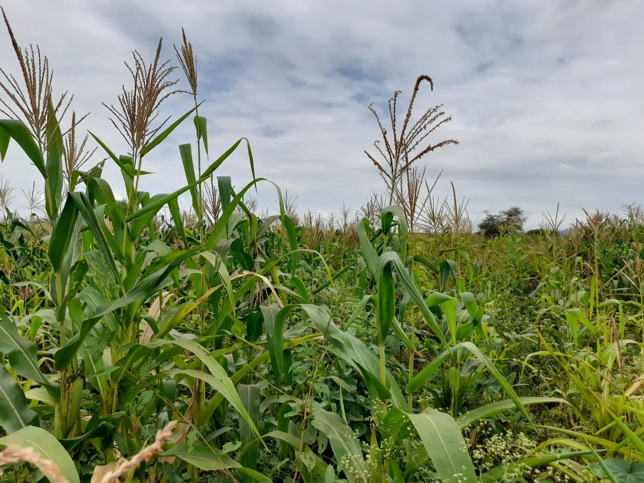 Shamba zuri la ekari 2.4 Olodenderit