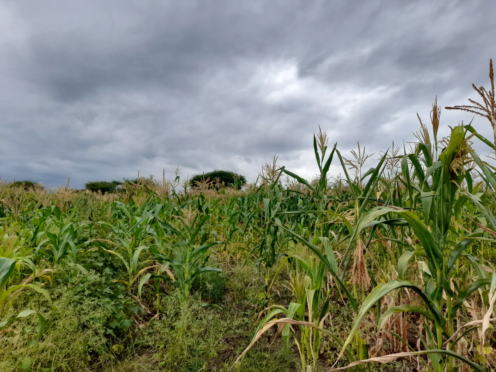 Shamba zuri la ekari 2.4 Olodenderit