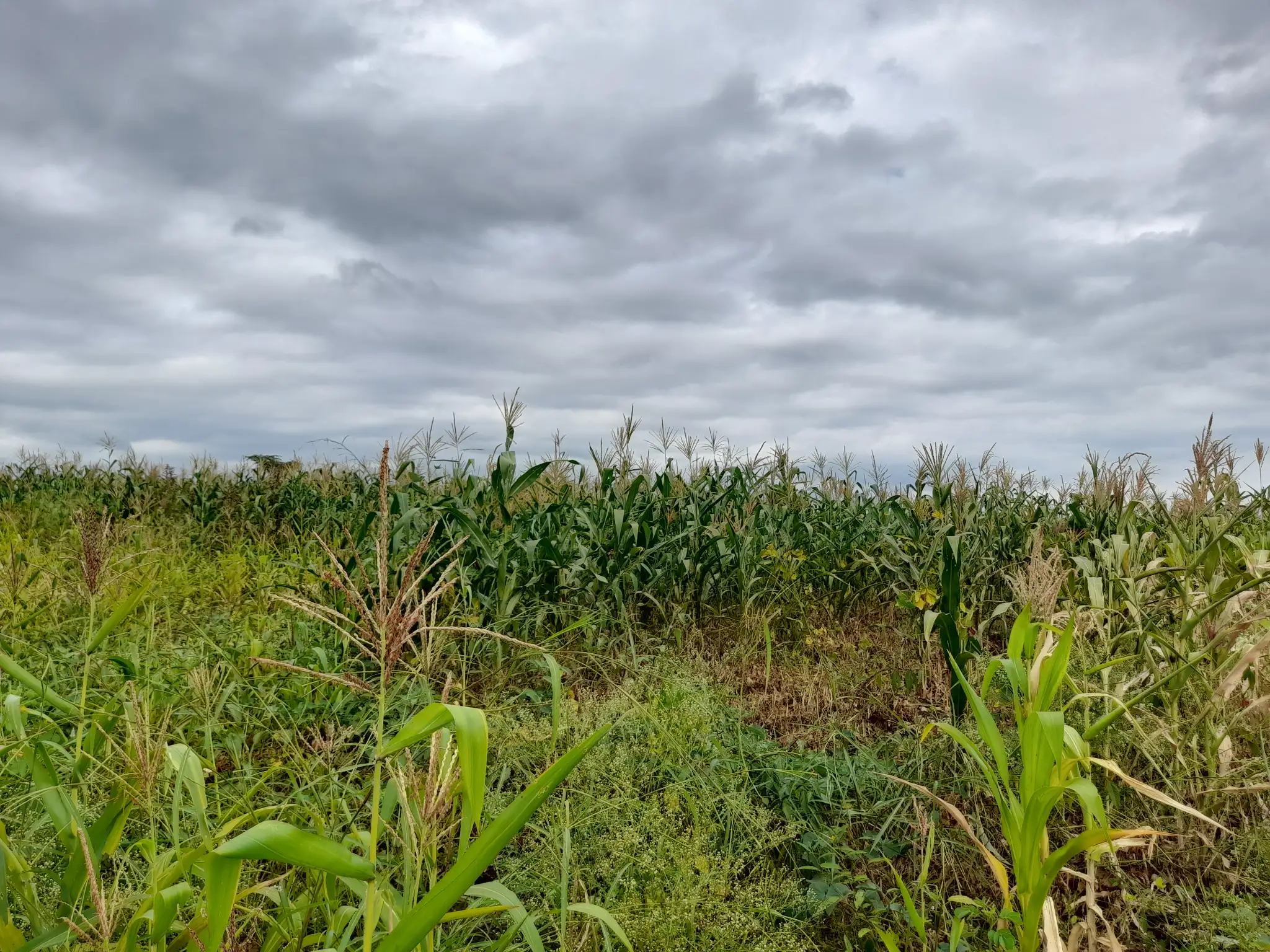 Shamba zuri la ekari 2.4 Olodenderit