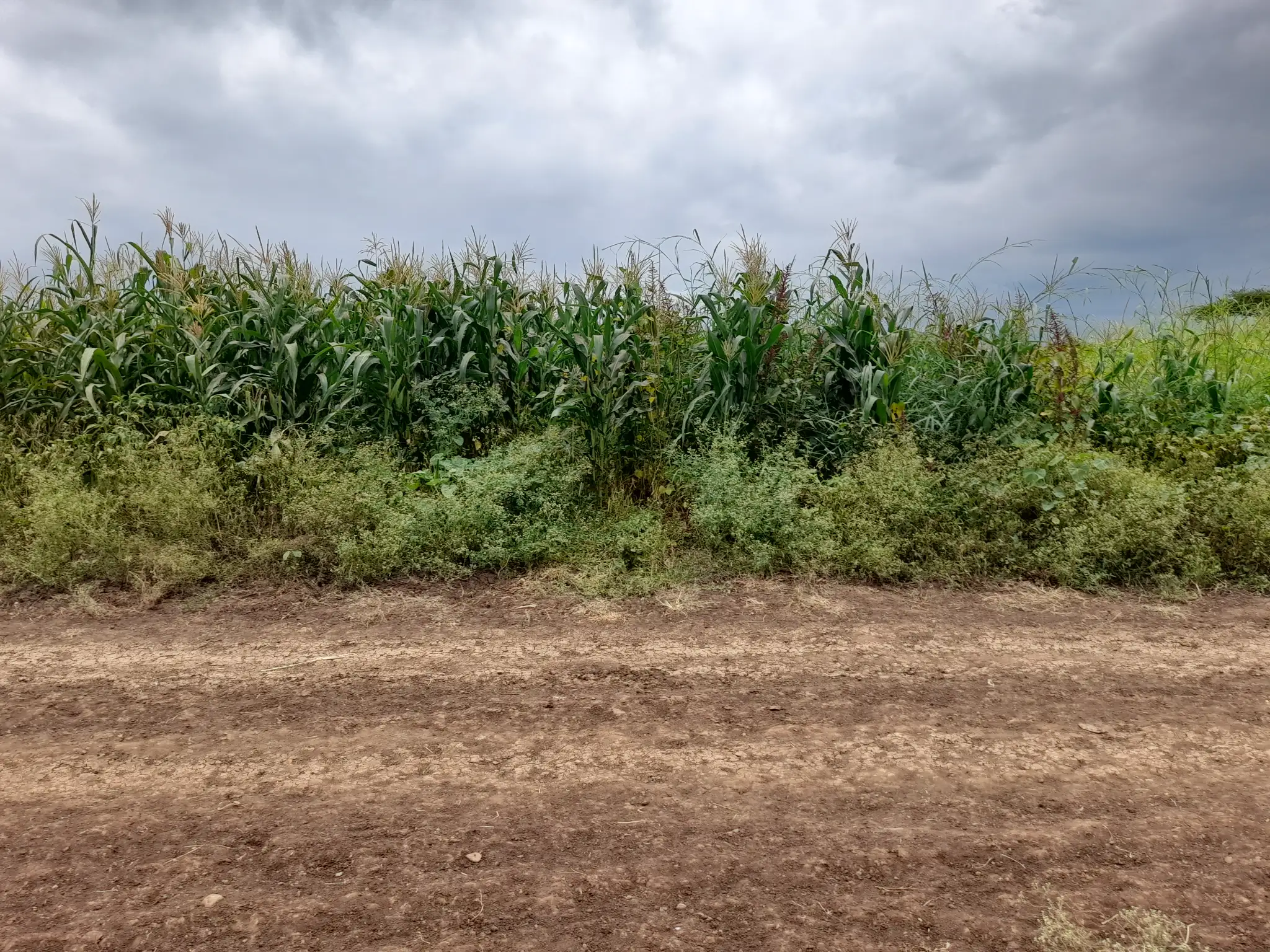 Shamba zuri la ekari 2.4 Olodenderit