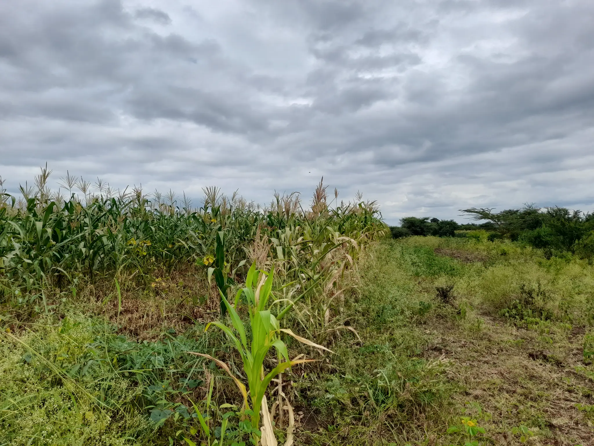 Shamba zuri la ekari 2.4 Olodenderit