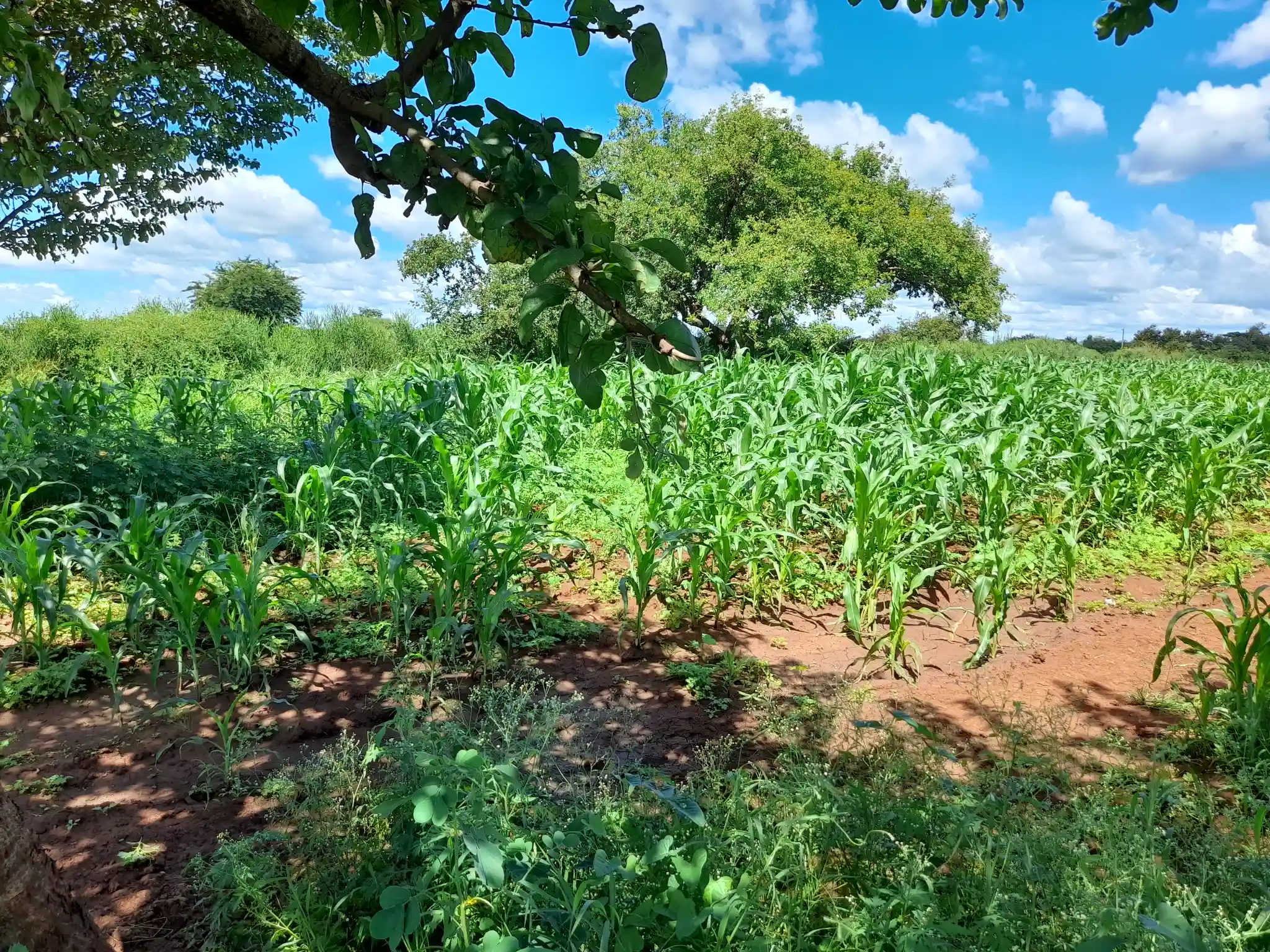 Shamba zuri la ekari 1.7 Olodenderit