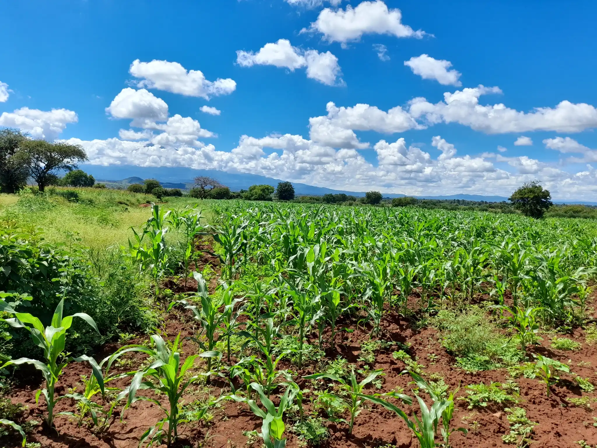 Shamba zuri la ekari 1.7 Olodenderit