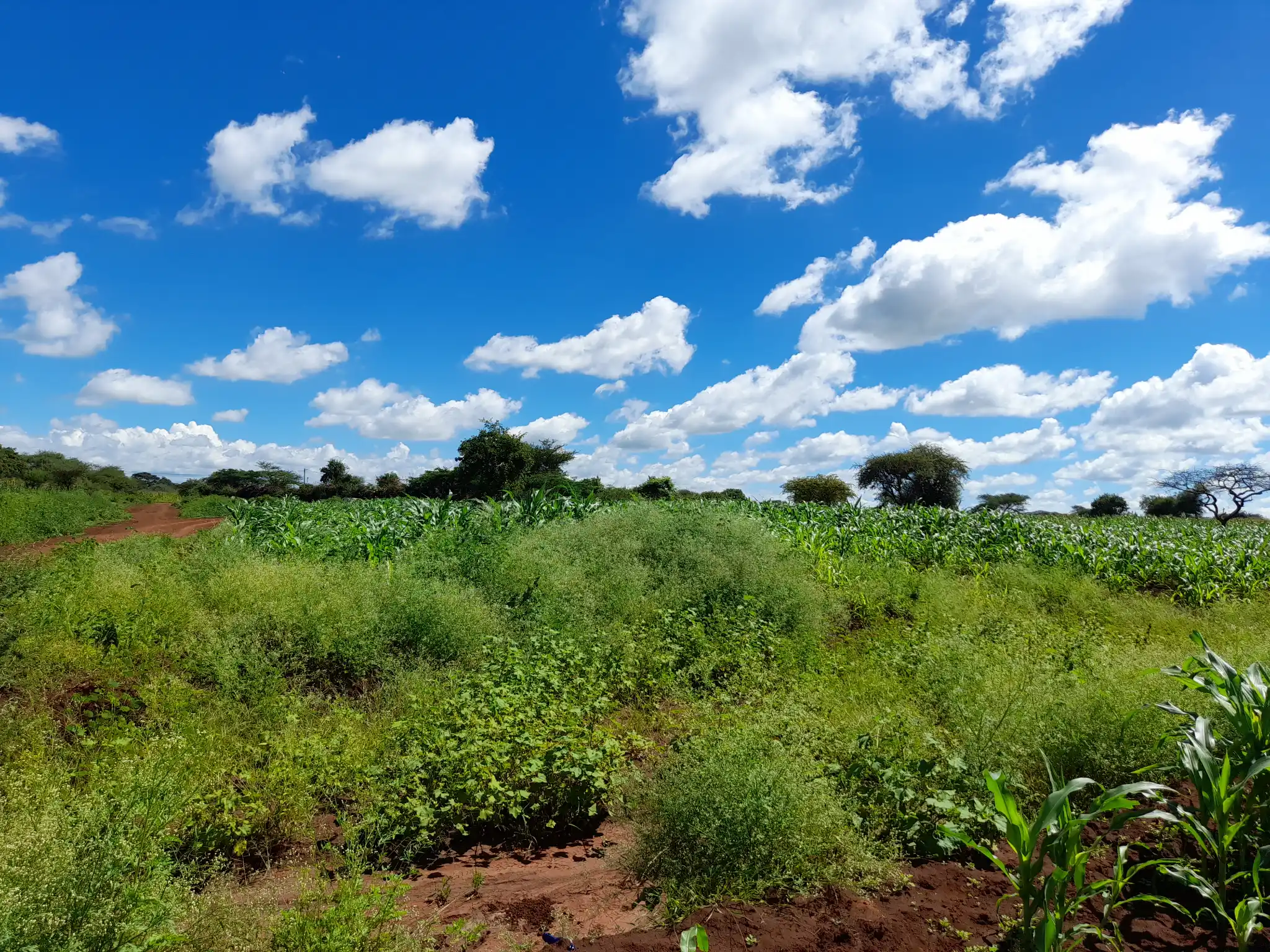 Shamba zuri la ekari 1.7 Olodenderit