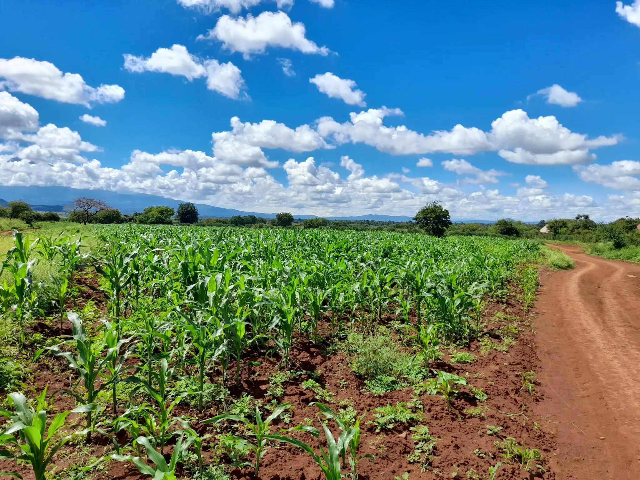 Shamba zuri la ekari 1.7 Olodenderit