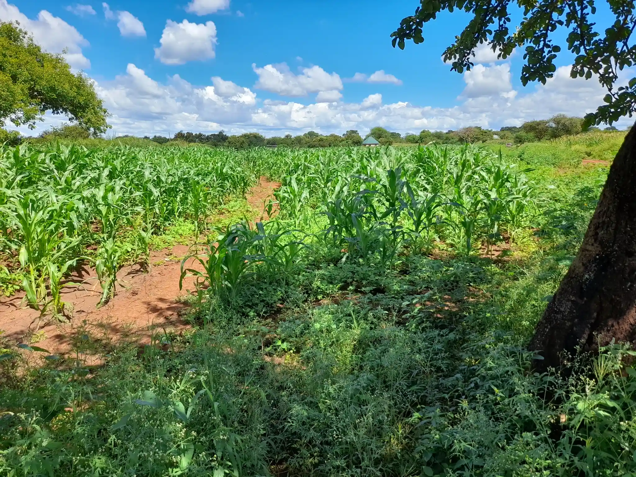 Shamba zuri la ekari 1.7 Olodenderit