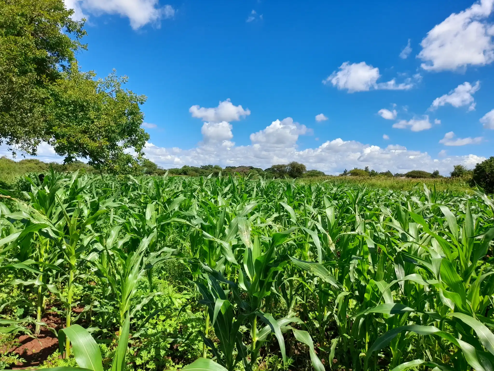 Shamba zuri la ekari 1.7 Olodenderit