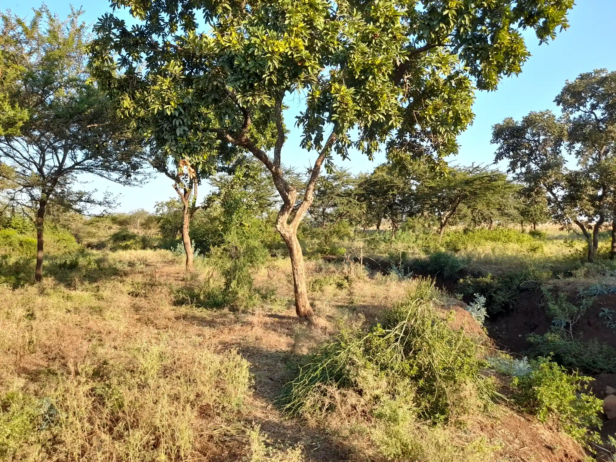 Kiwanja chenye Nyumba Kinauzwa – Ekari 0.43, Muungano Kiserian (Mita 100 kutoka Barabara ya Naberera)