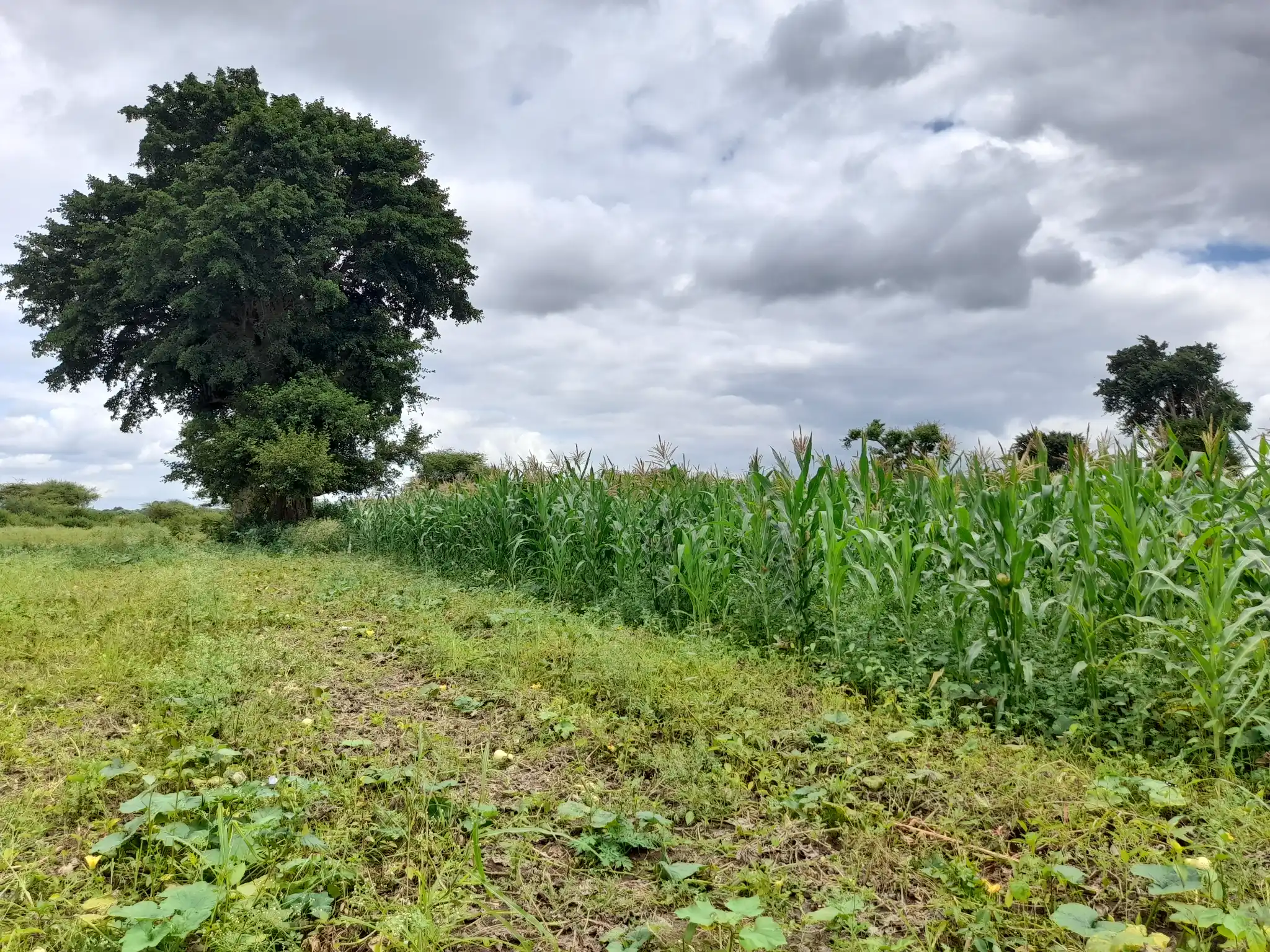 Shamba zuri la ekari 1.2 Olodenderit