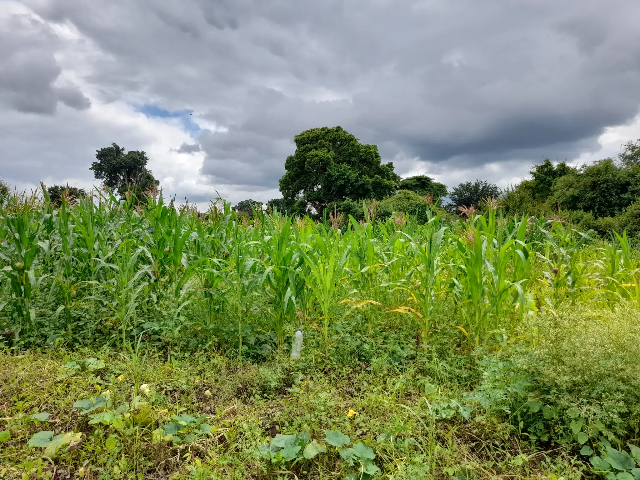 Shamba zuri la ekari 1.2 Olodenderit