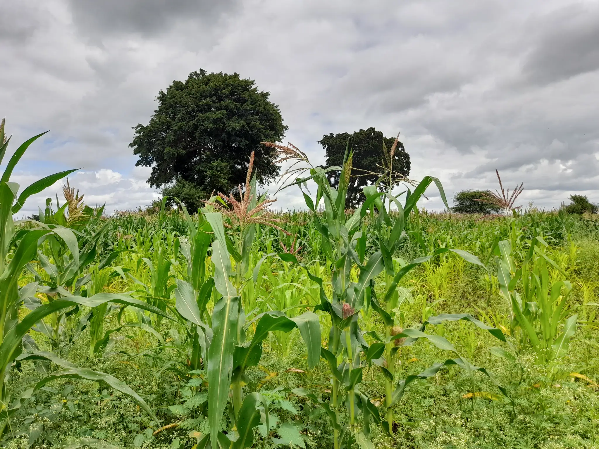 Shamba zuri la ekari 1.2 Olodenderit