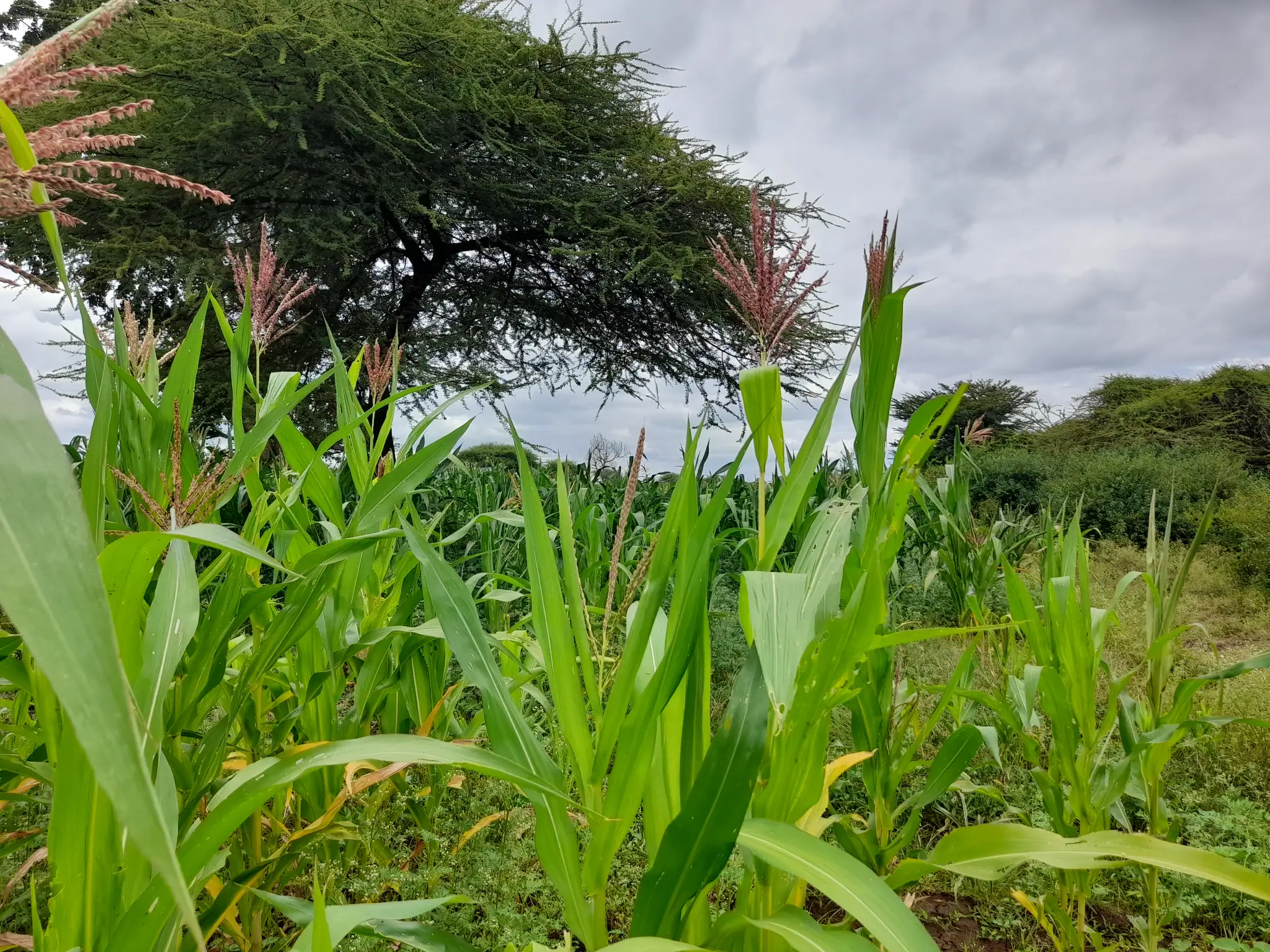 Shamba zuri la ekari 1.2 Olodenderit